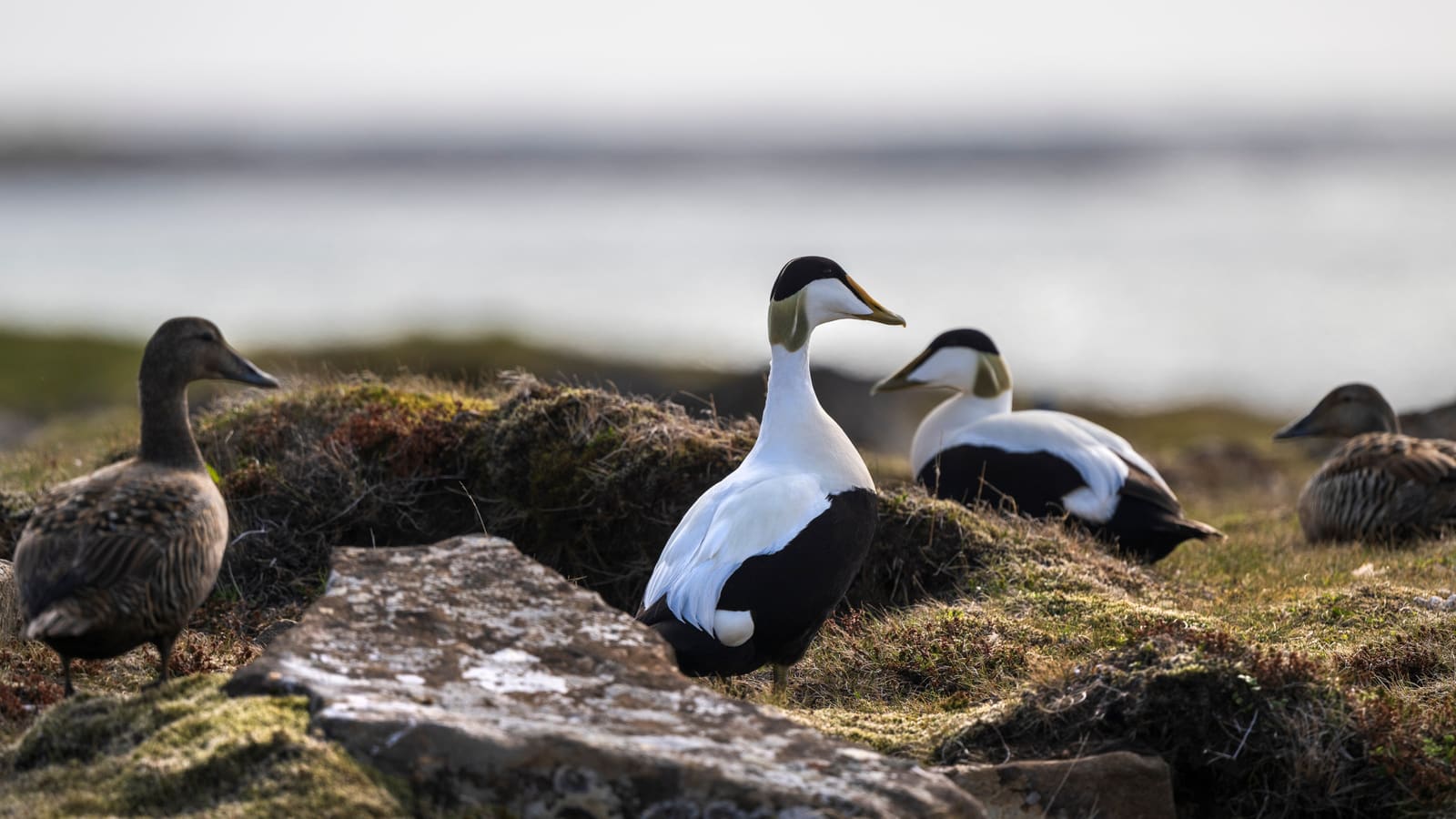 Male and female common eiders resting on moss beside West Iceland water
