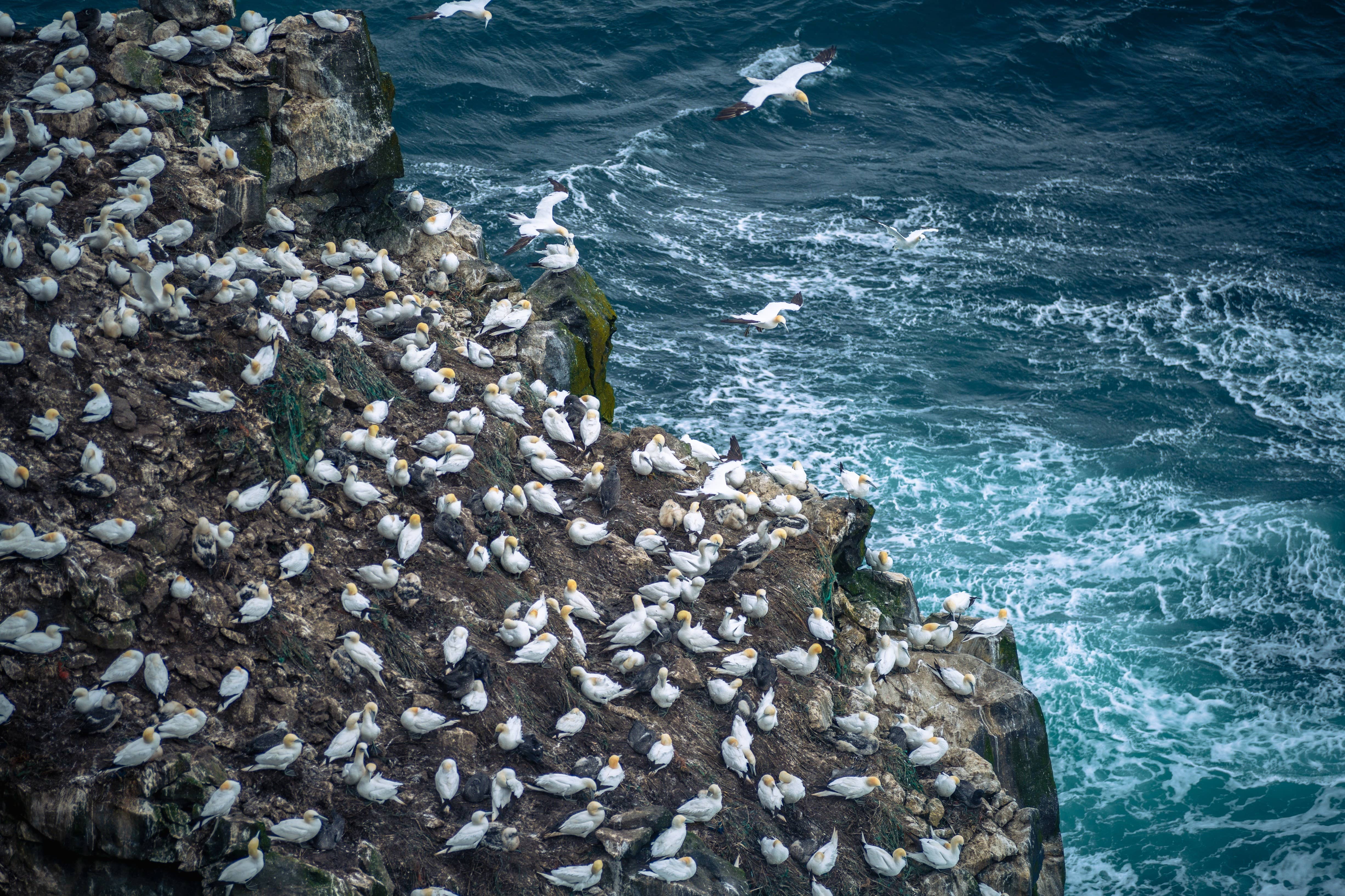 Gannets covering sea-cliff ledges on the Langanes Peninsula