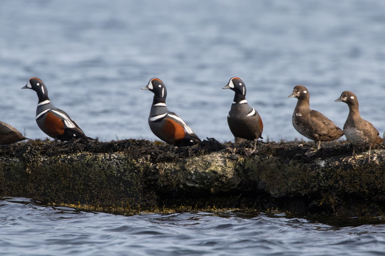 Harlequin ducks gathered on the rocky Njarðvík shoreline