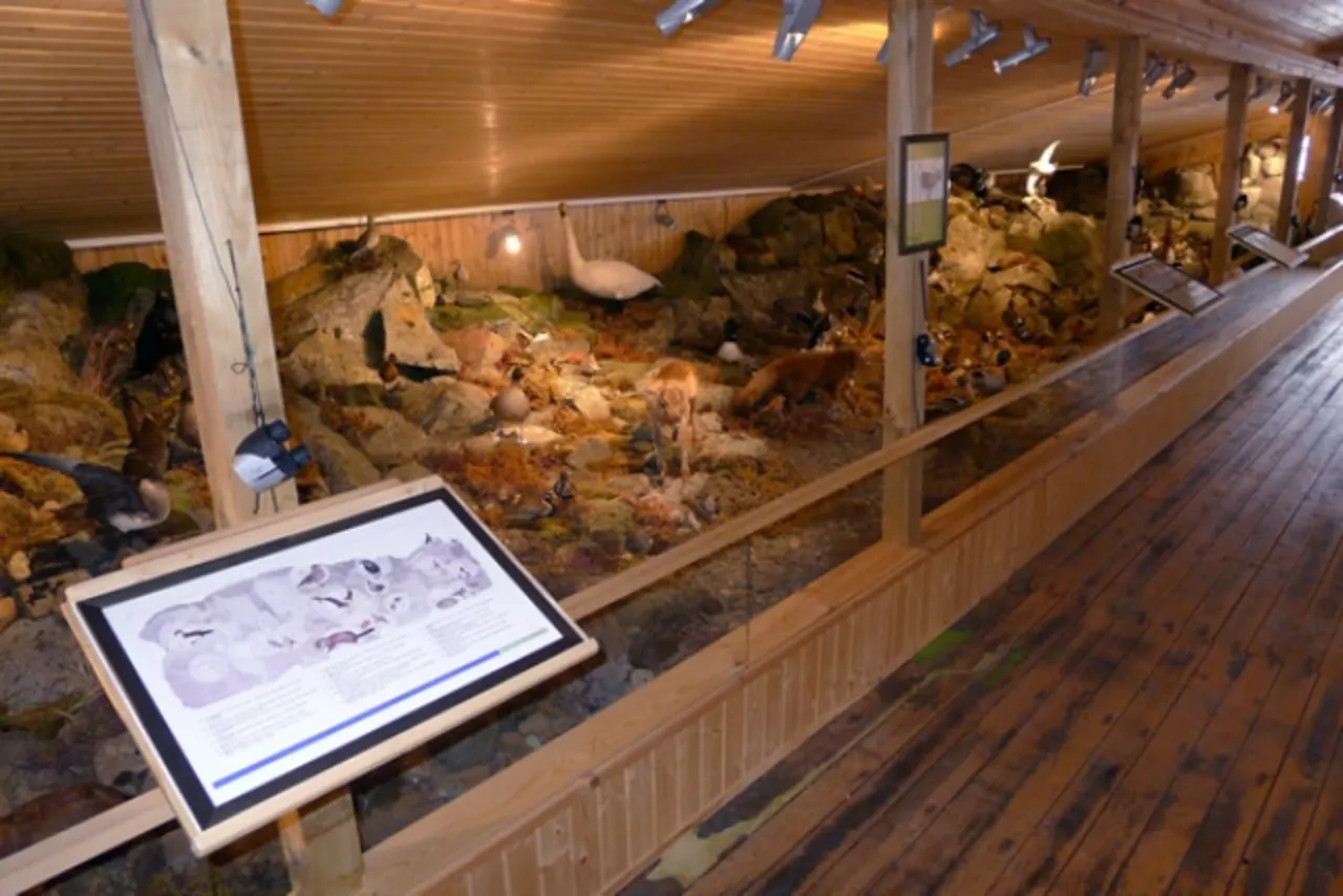 Natural-history display of Icelandic birds inside Neskaupstaður Museum House