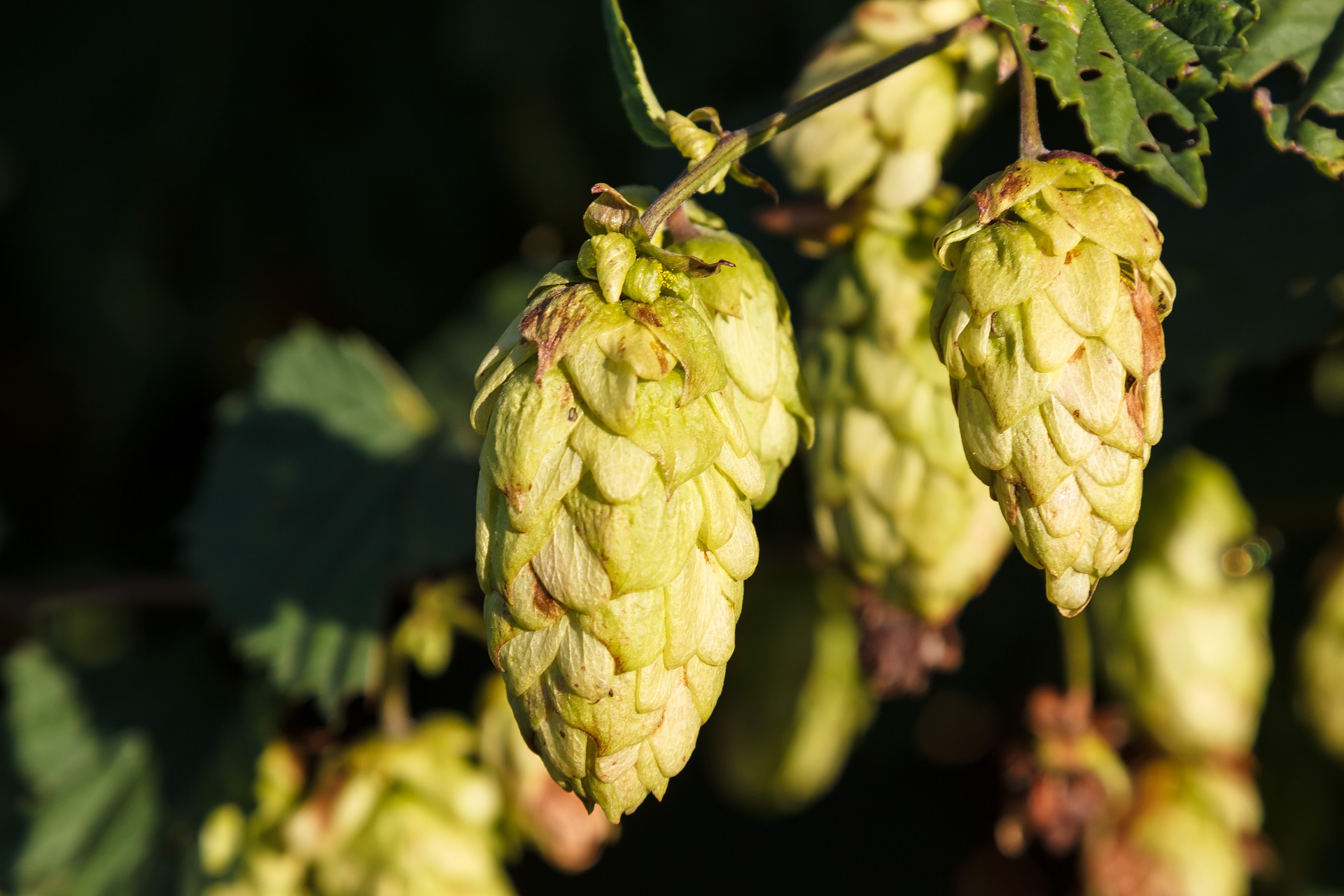 Green hop cones and leaves used as a visual cue for beer aroma and bitterness