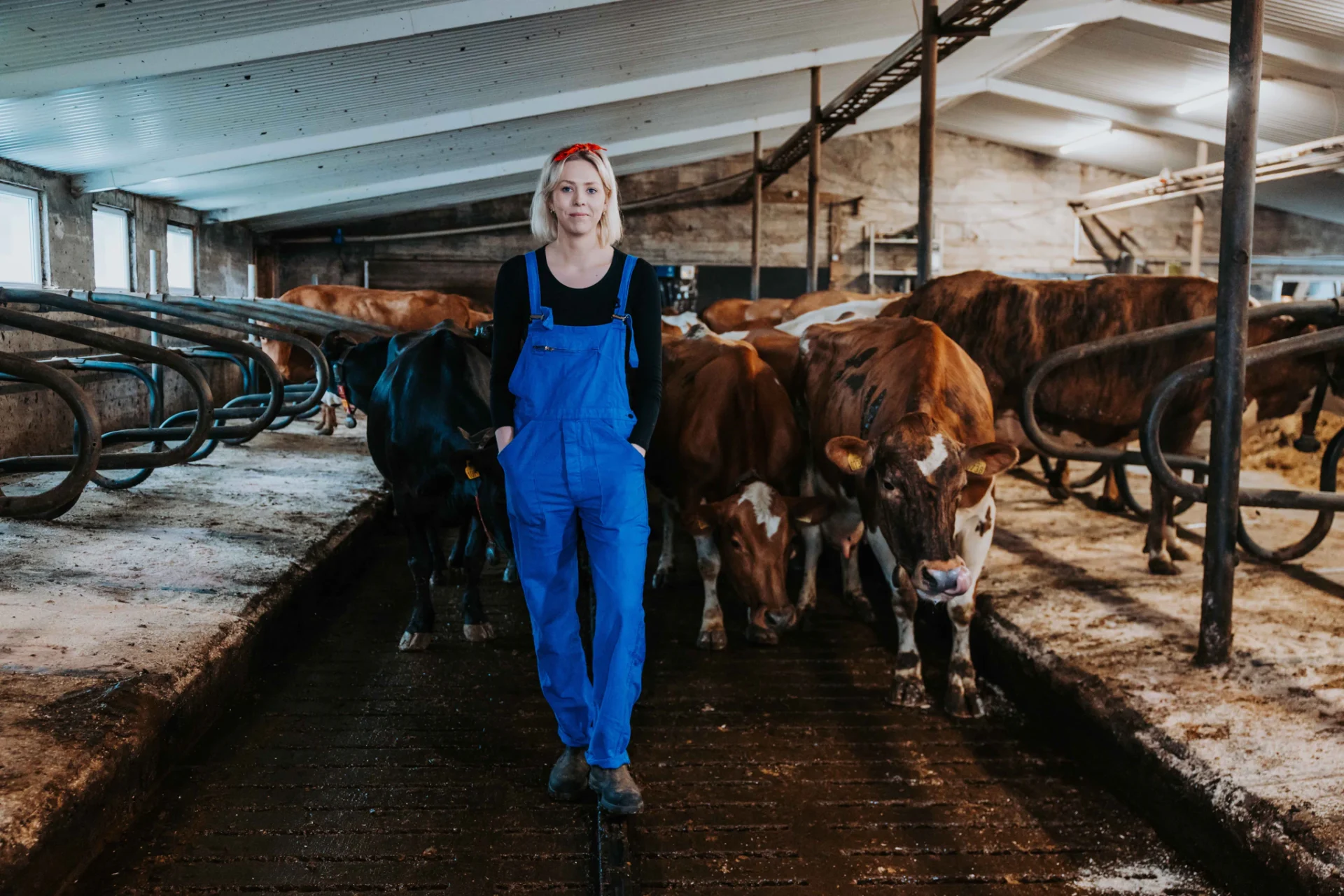 Farmer in blue overalls standing among dairy cows inside Efstidalur cowhouse