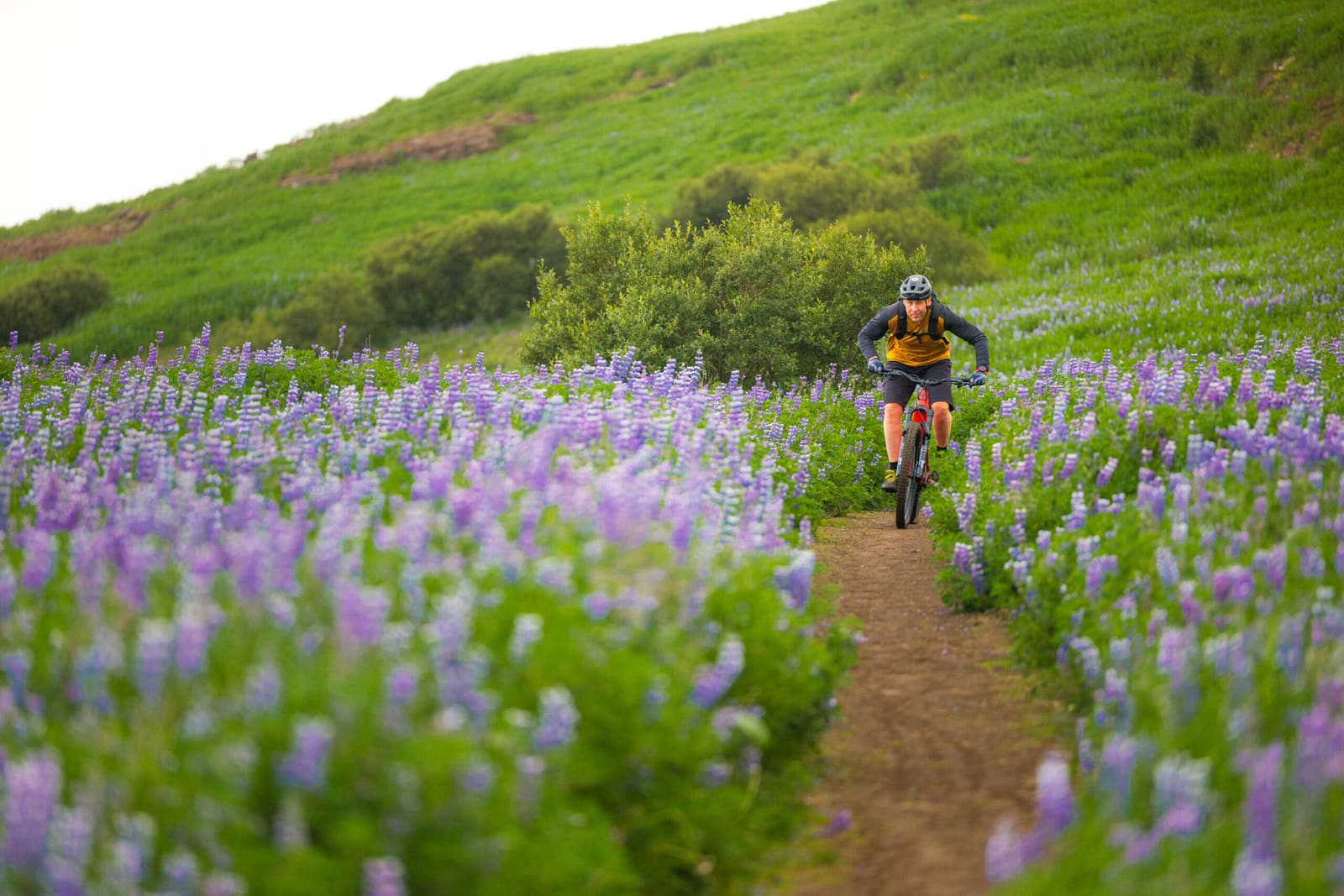 Mountain biker riding a narrow trail through purple lupines in Iceland