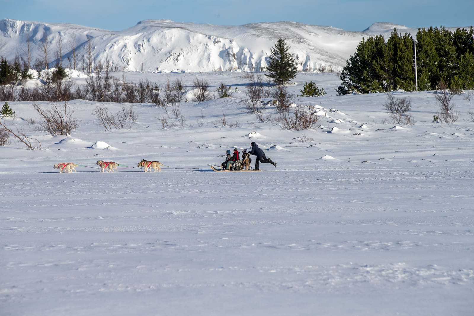 Guests riding behind a husky team on a snowy route in North Iceland