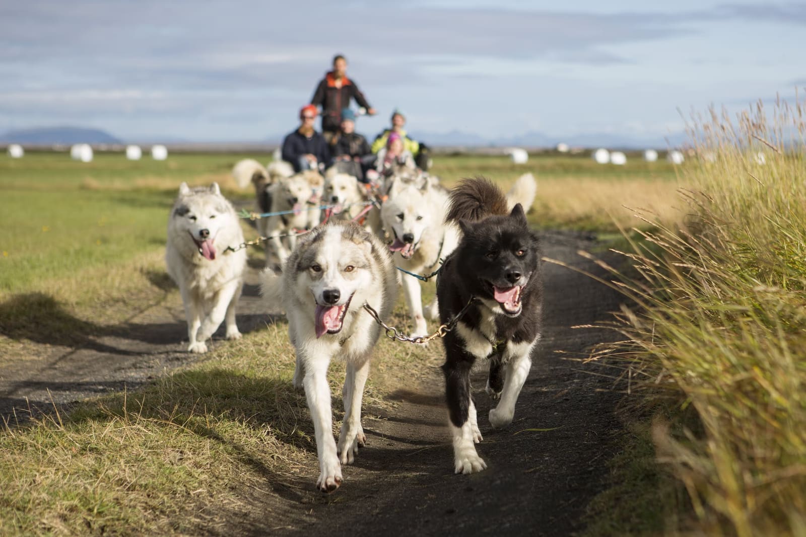 Husky team running ahead of a wheeled cart on a dry Icelandic trail