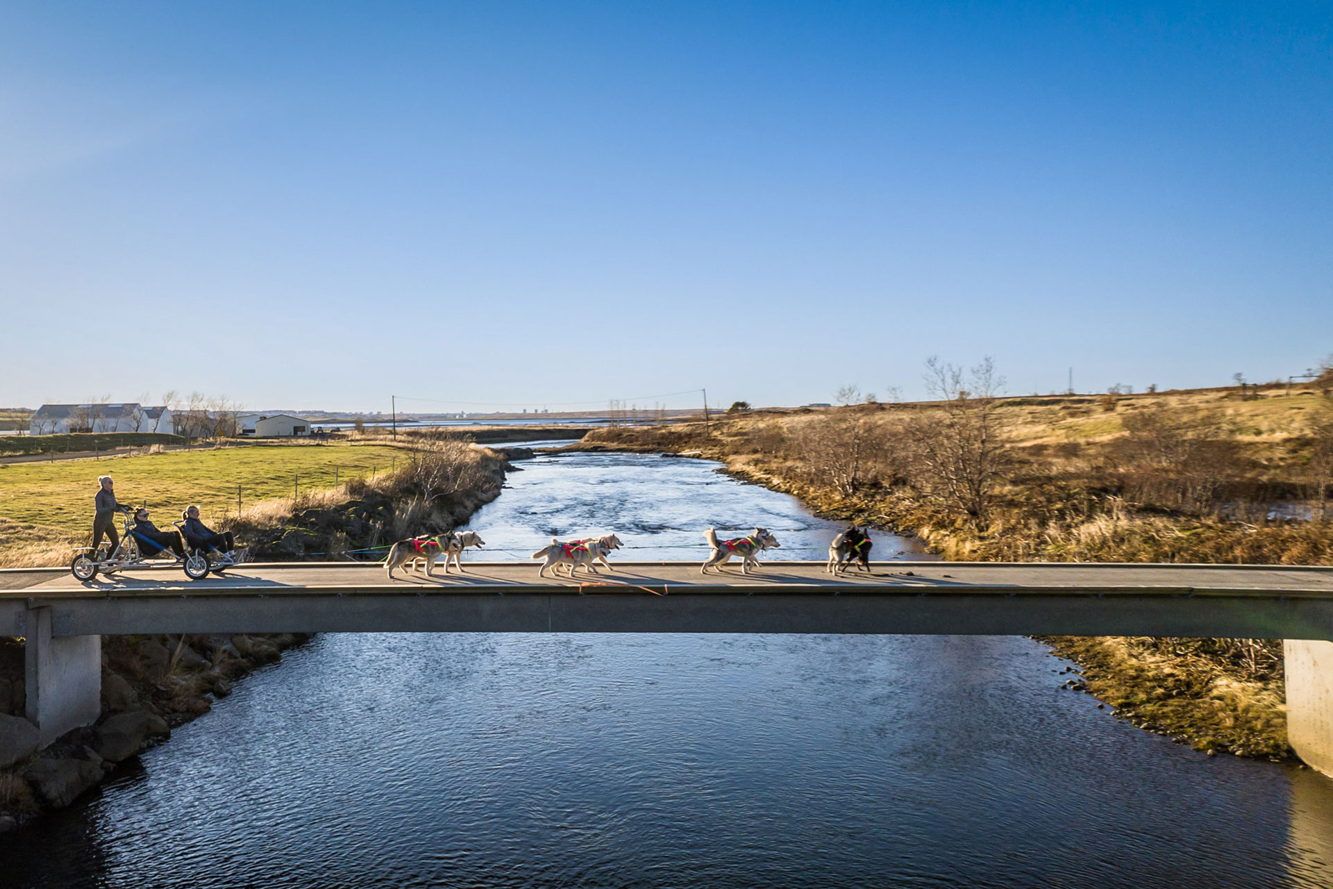 Husky team pulling a cart across a small bridge in rural North Iceland