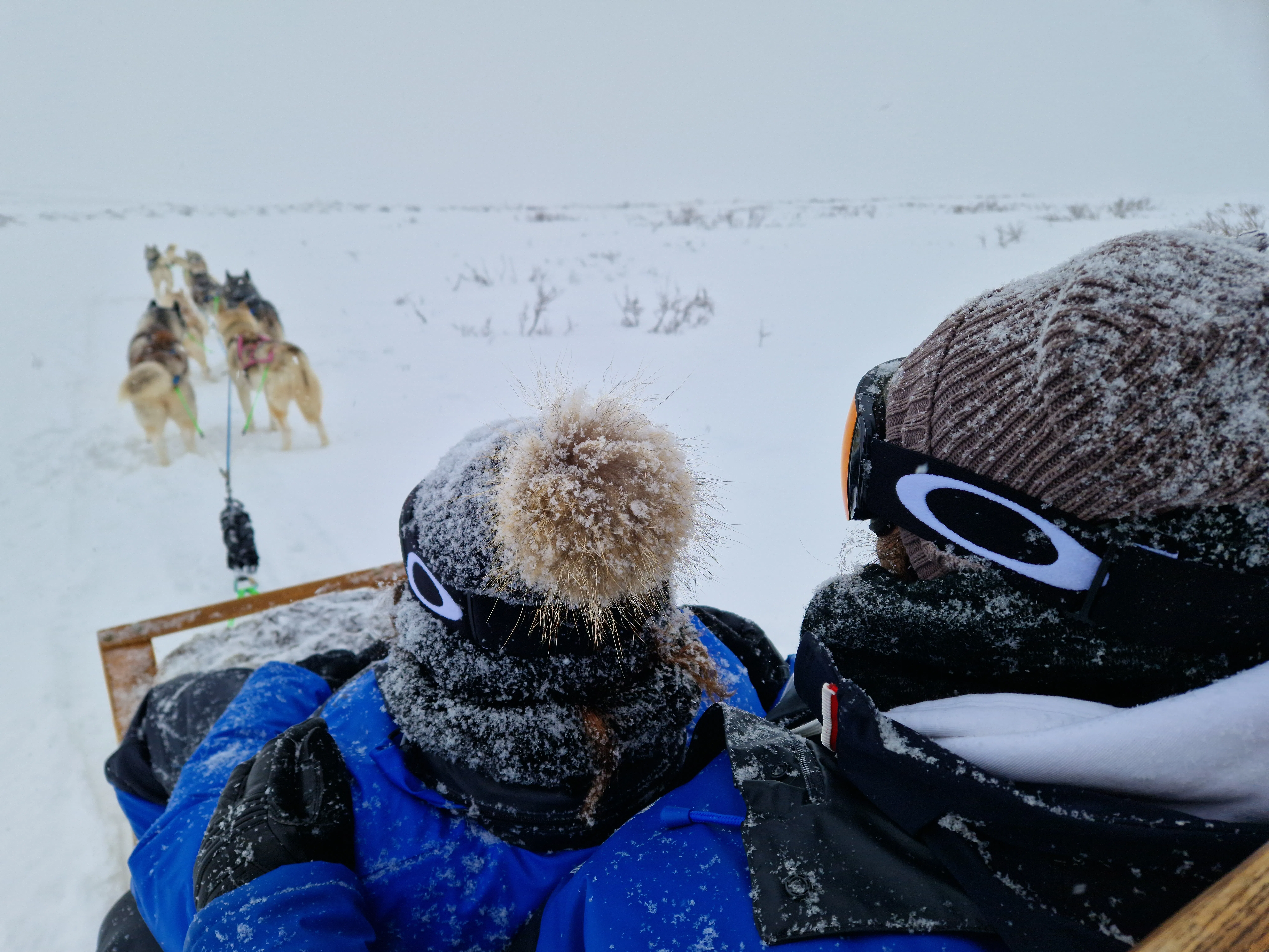 Bundled passengers riding behind a husky team in blowing Icelandic snow