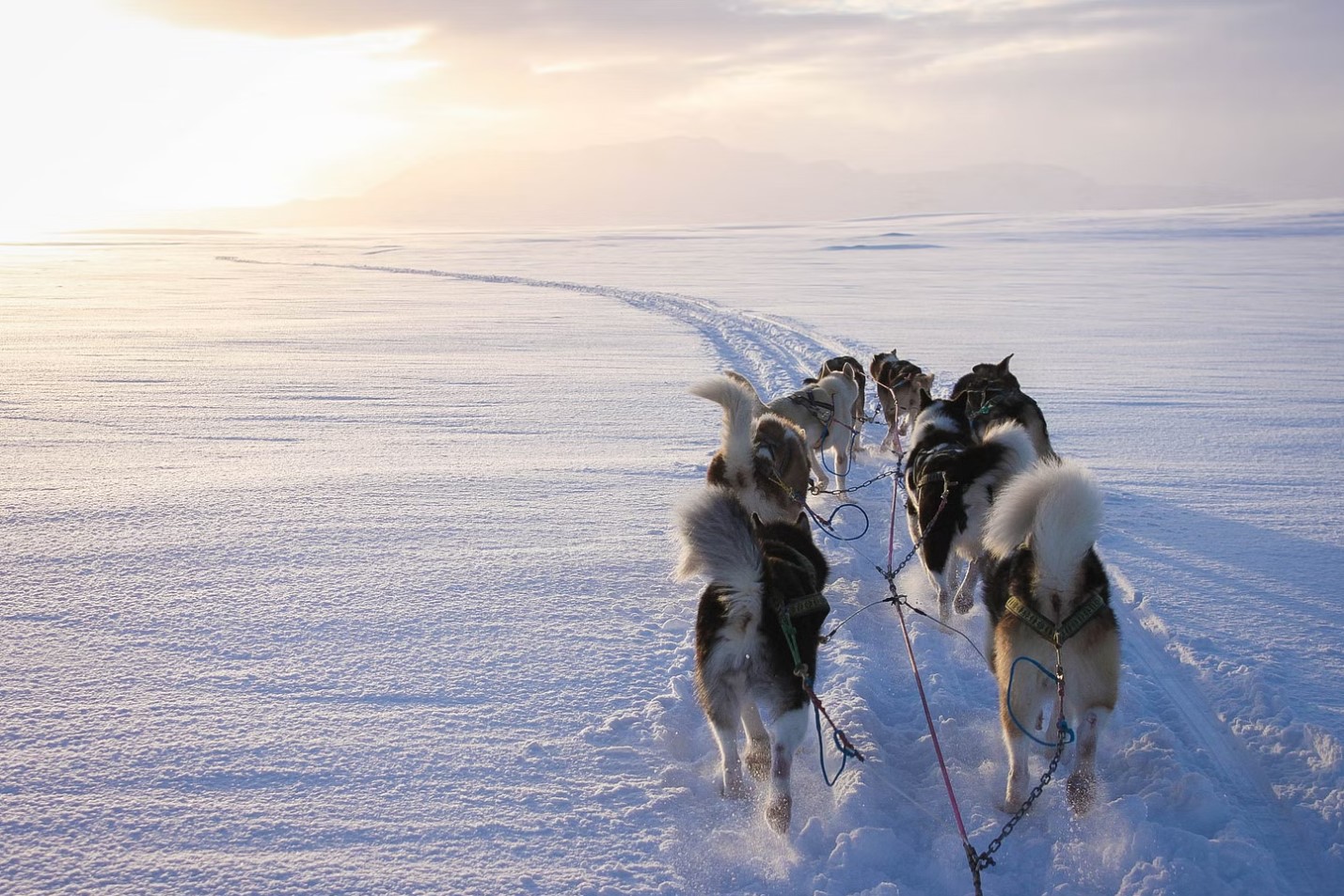 Harness lines stretching from a sled toward a husky team on packed snow