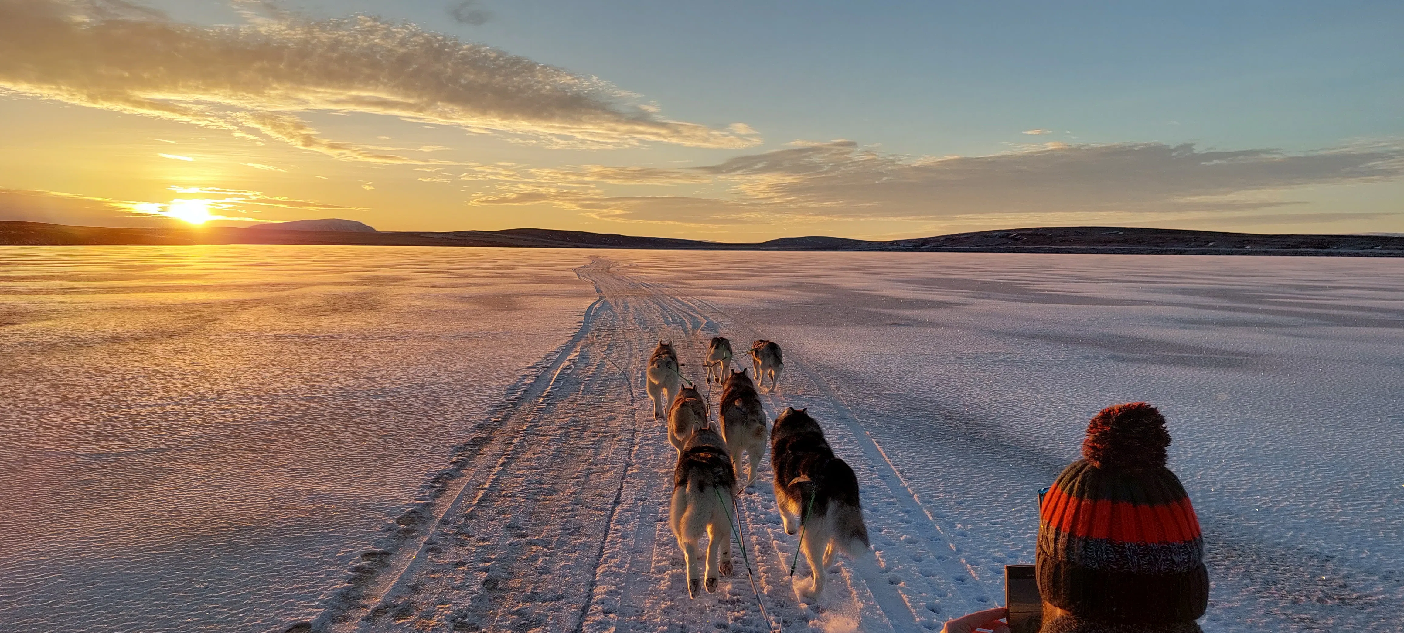 Wide rear view of a husky team running ahead of a sled at sunset