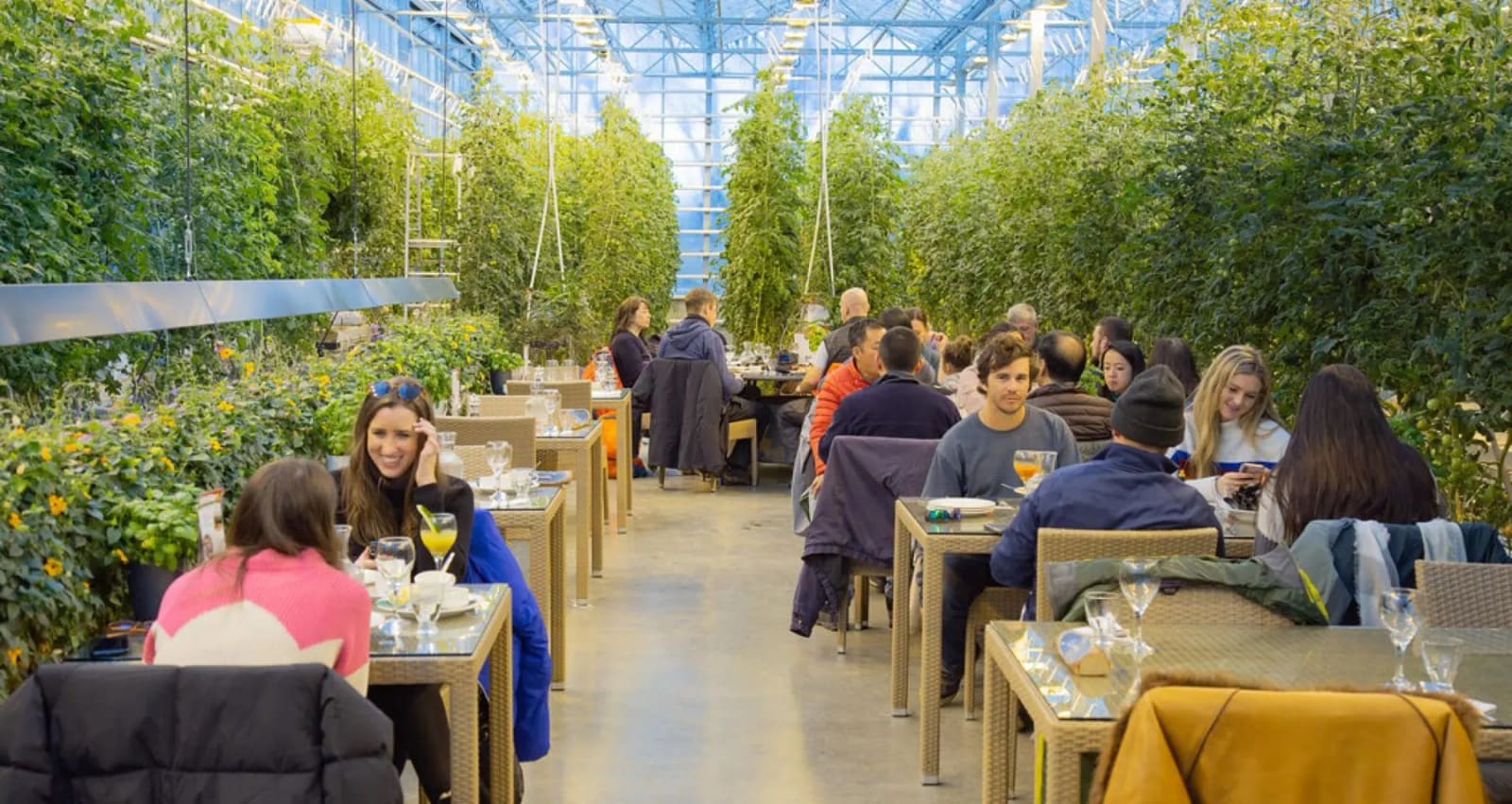 Visitors dining between rows of tomato plants inside Friðheimar greenhouse