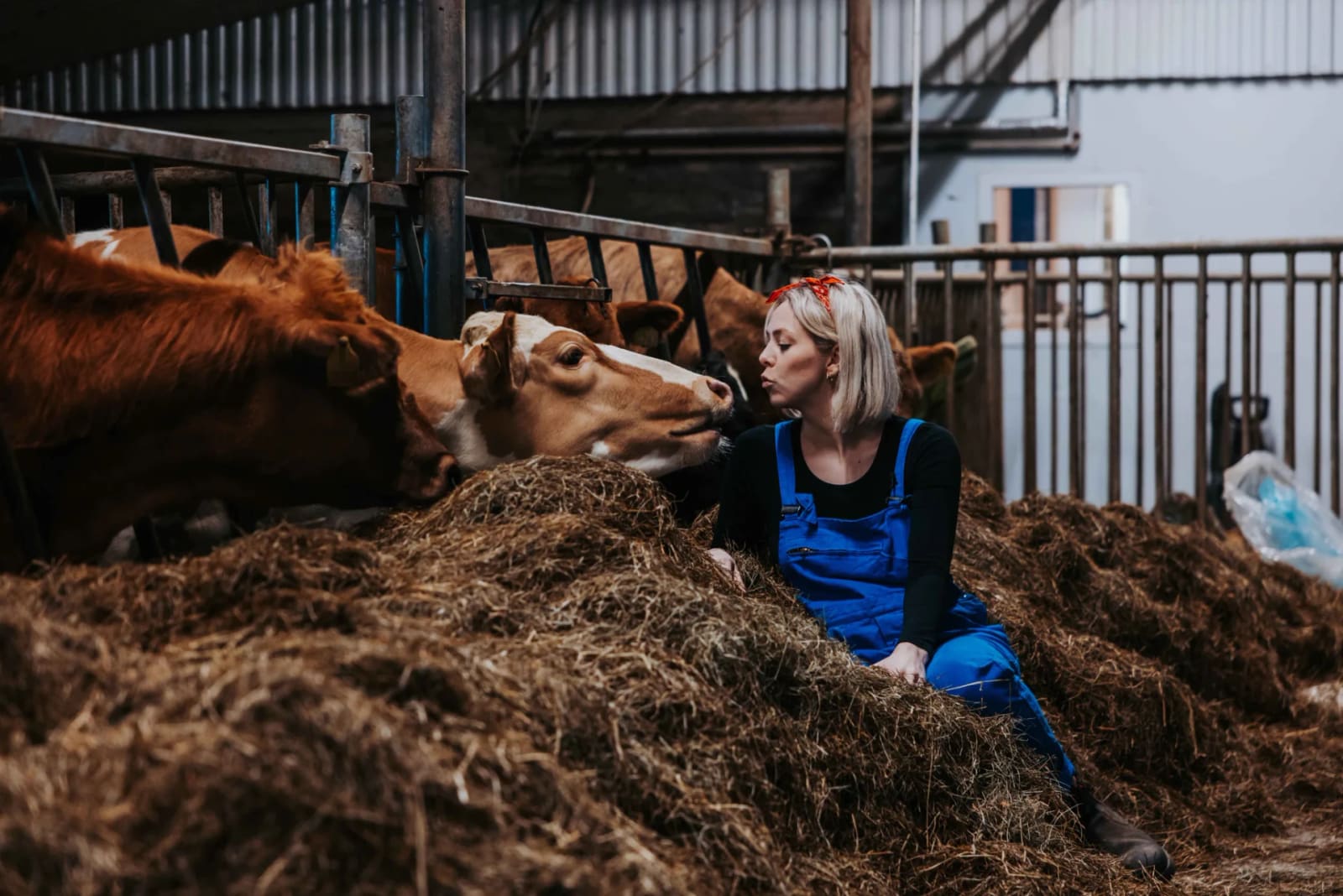 Farm worker beside dairy cows and hay inside Efstidalur's cowhouse