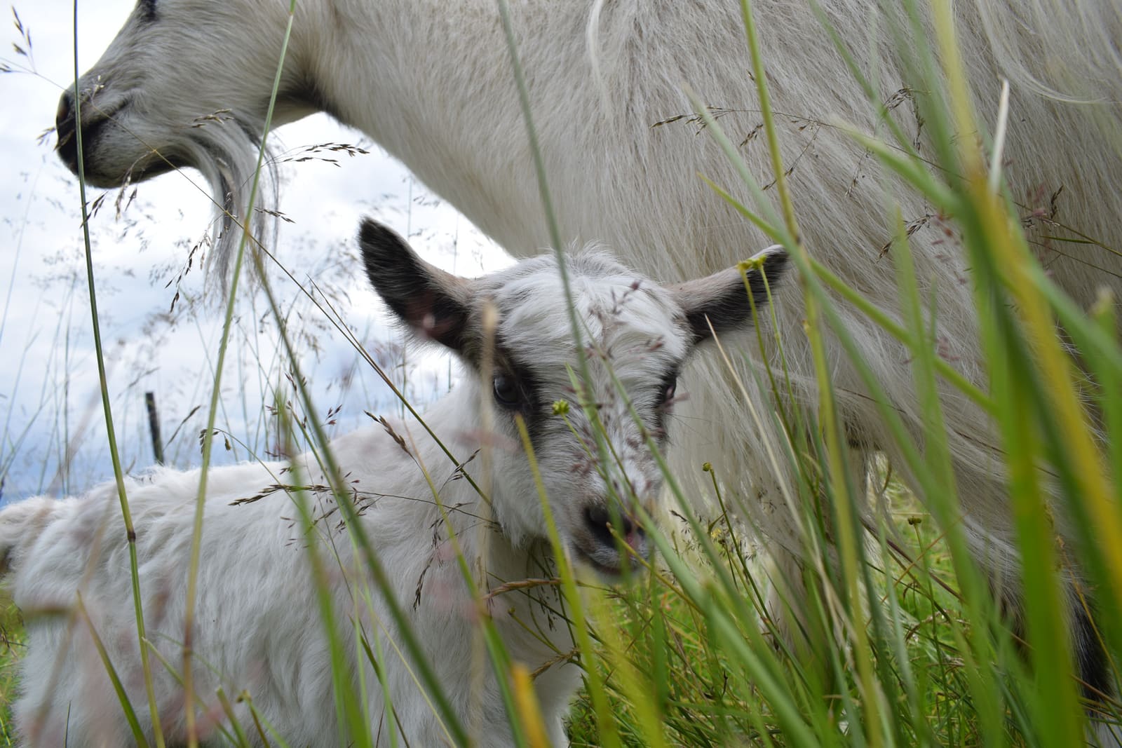 Icelandic goat kid standing beneath an adult goat in a green pasture