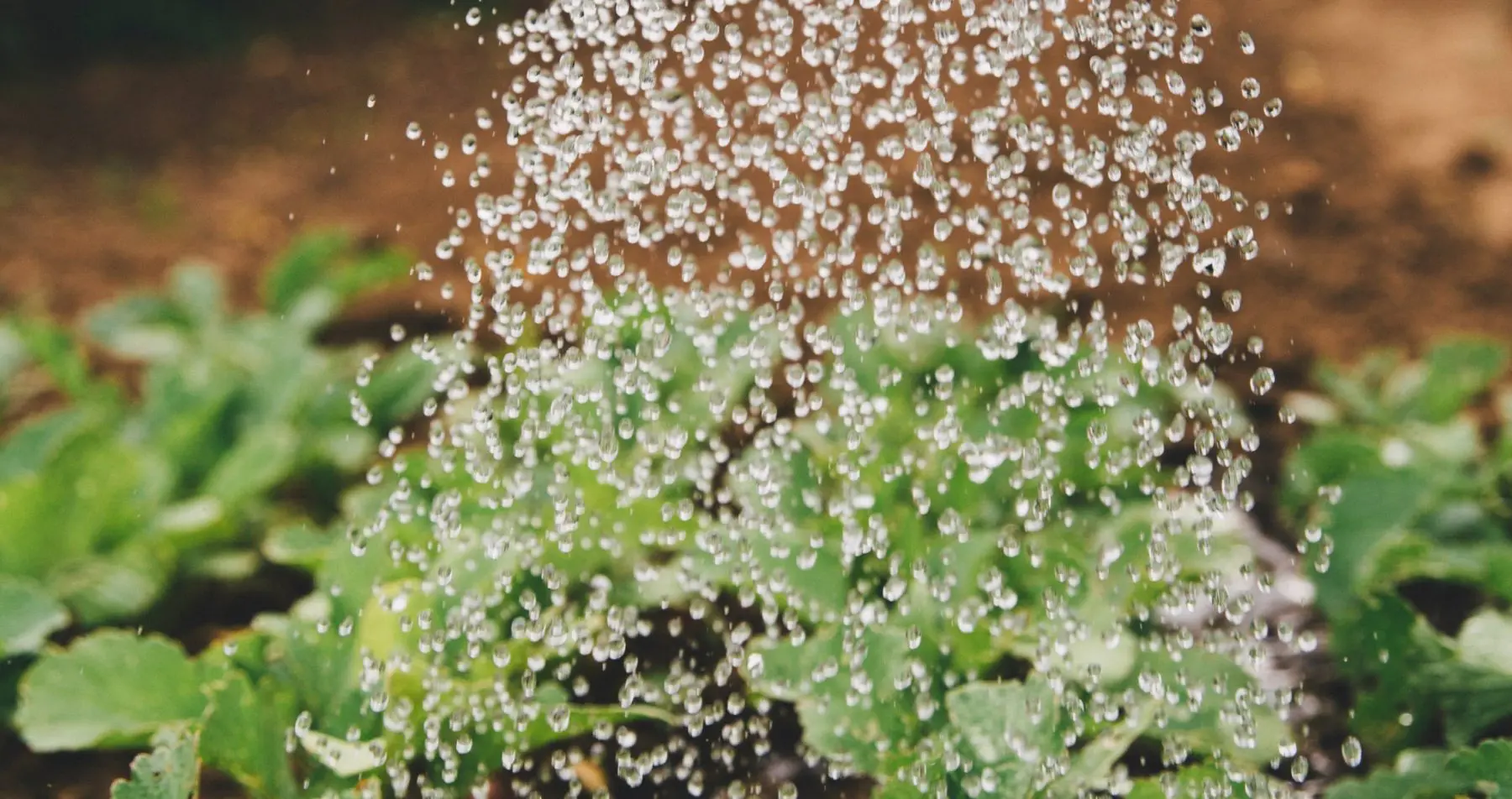 Water falling onto young plants inside Friðheimar greenhouse