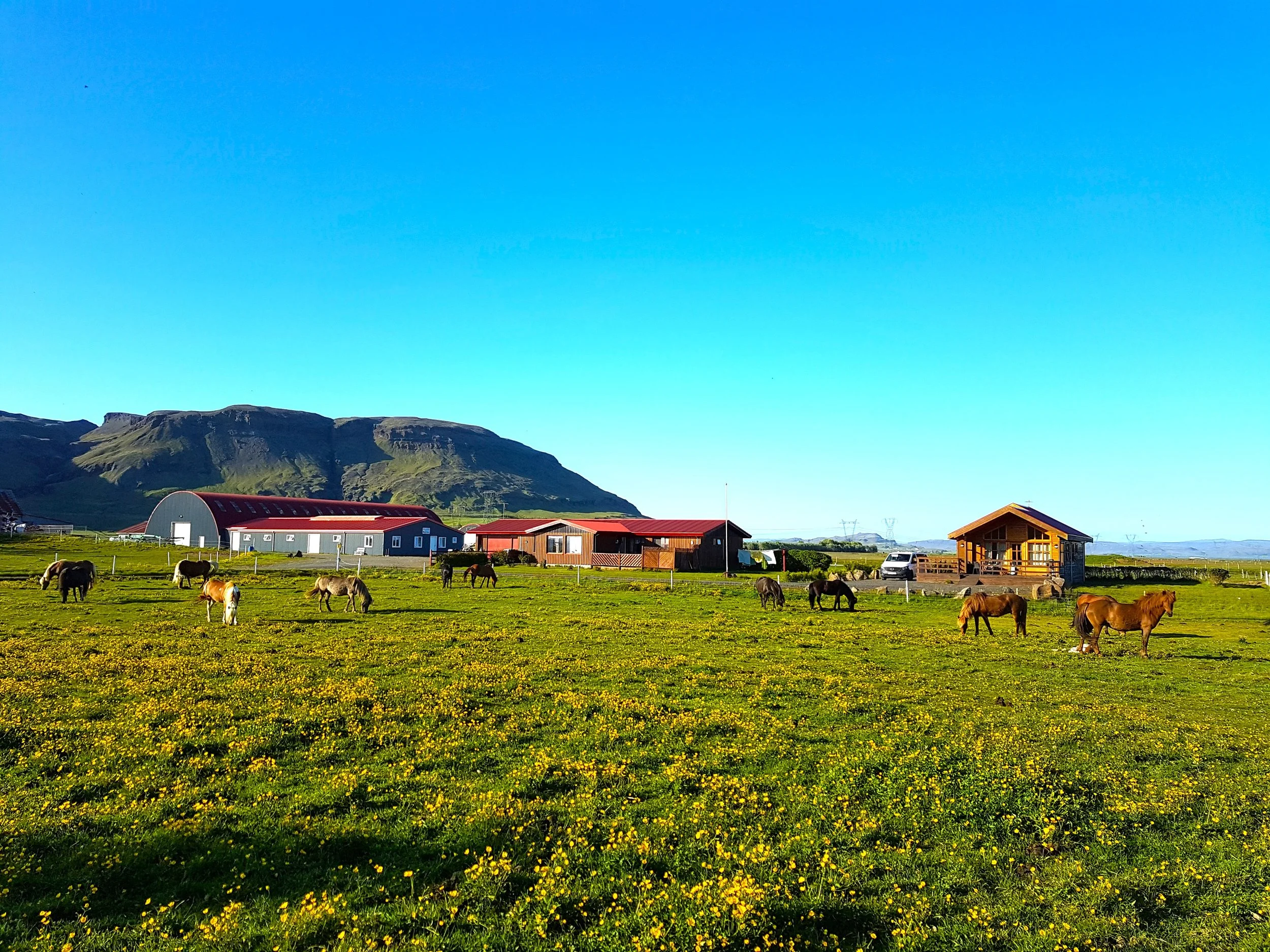 Vorsabær II farm buildings with Icelandic horses grazing nearby