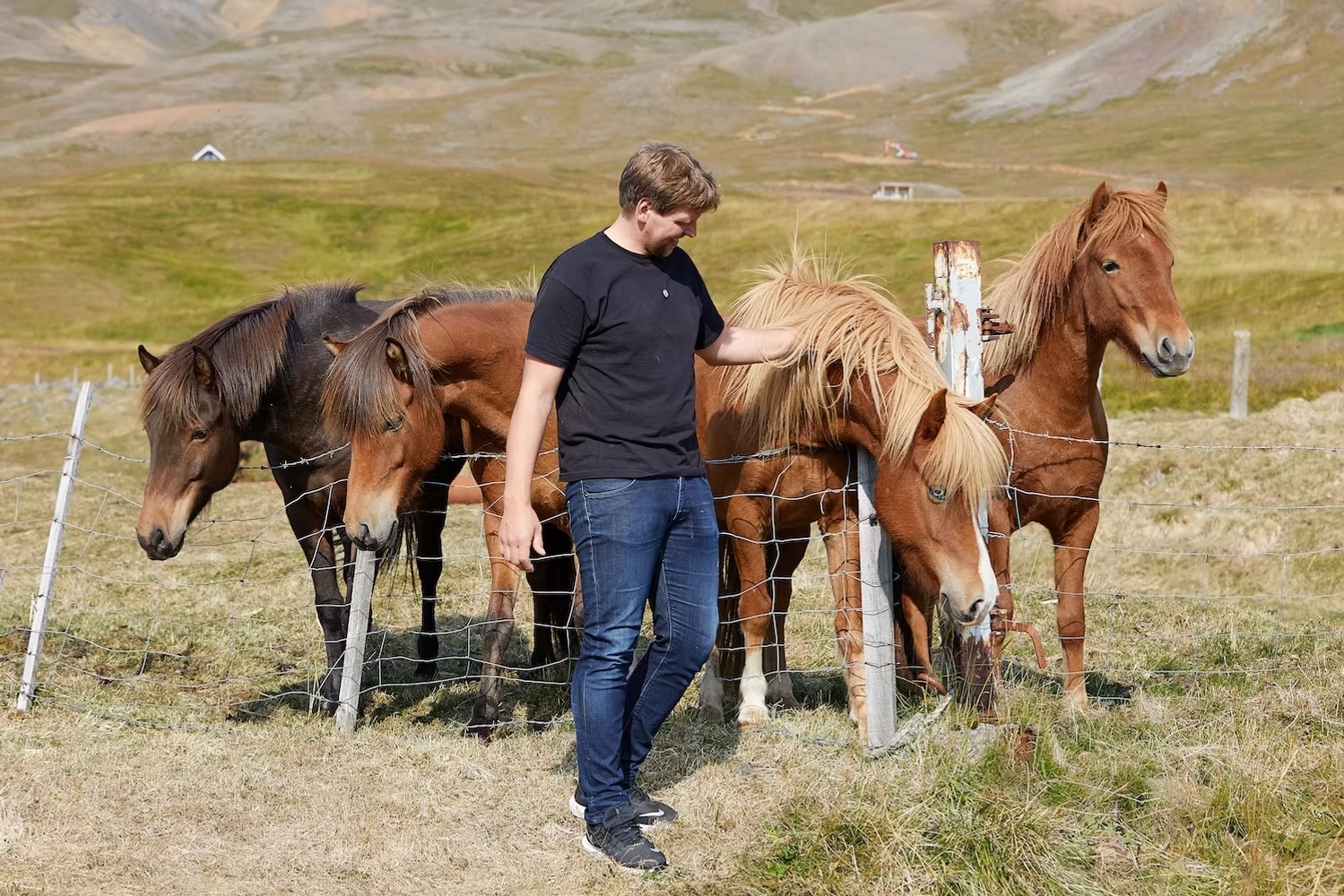 Farmer standing beside Icelandic horses at a pasture fence