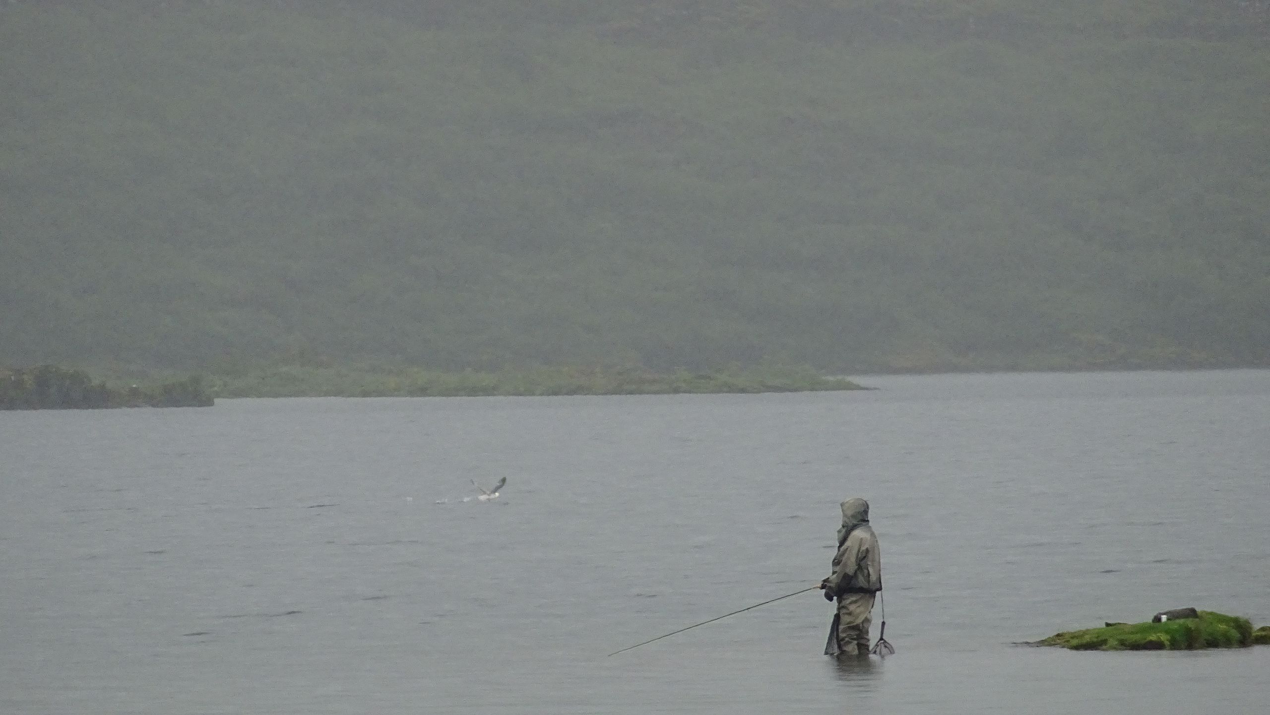 Fly angler wading in misty Þingvallavatn with a landing net