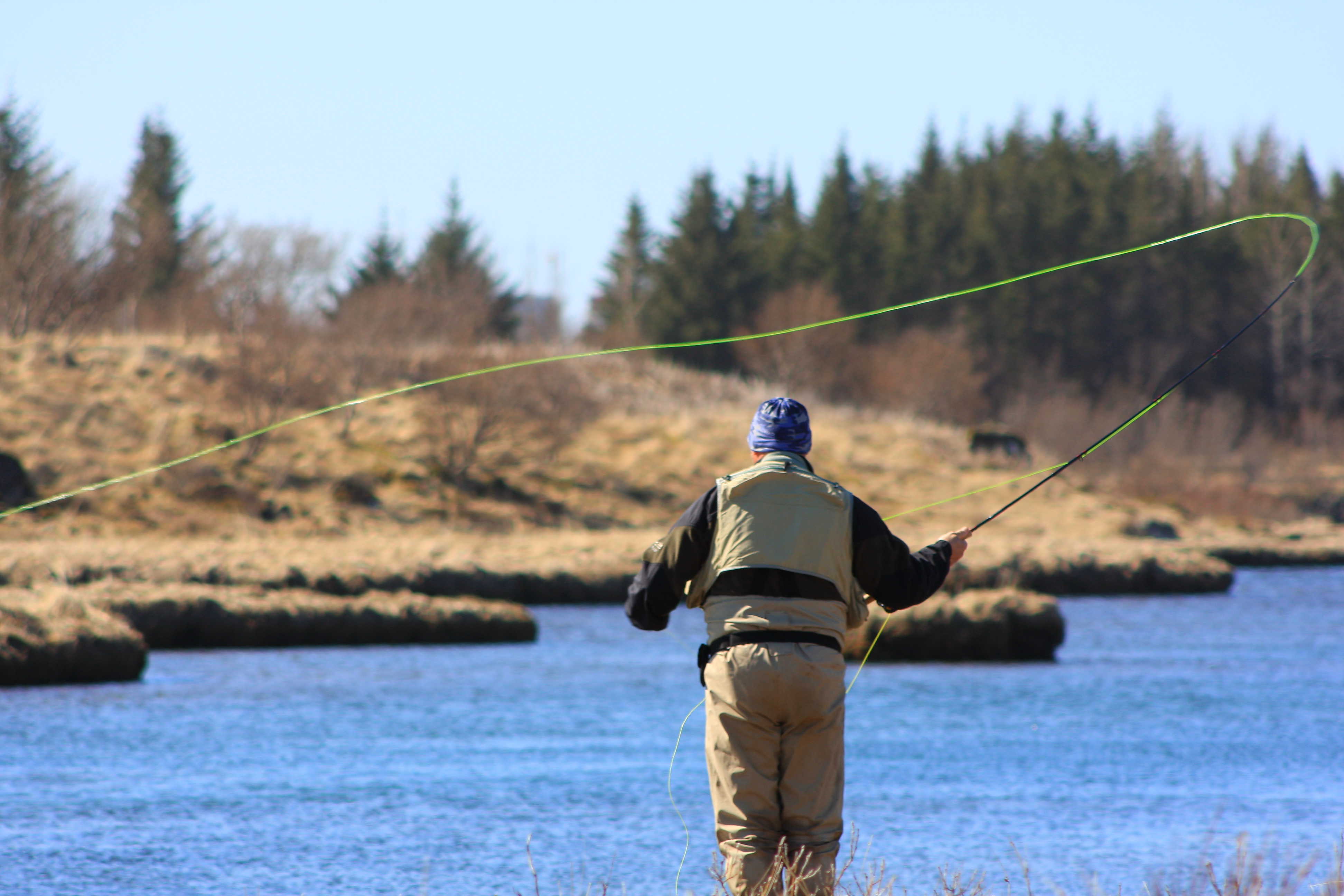 Fly angler in waders casting a bright line across Elliðavatn