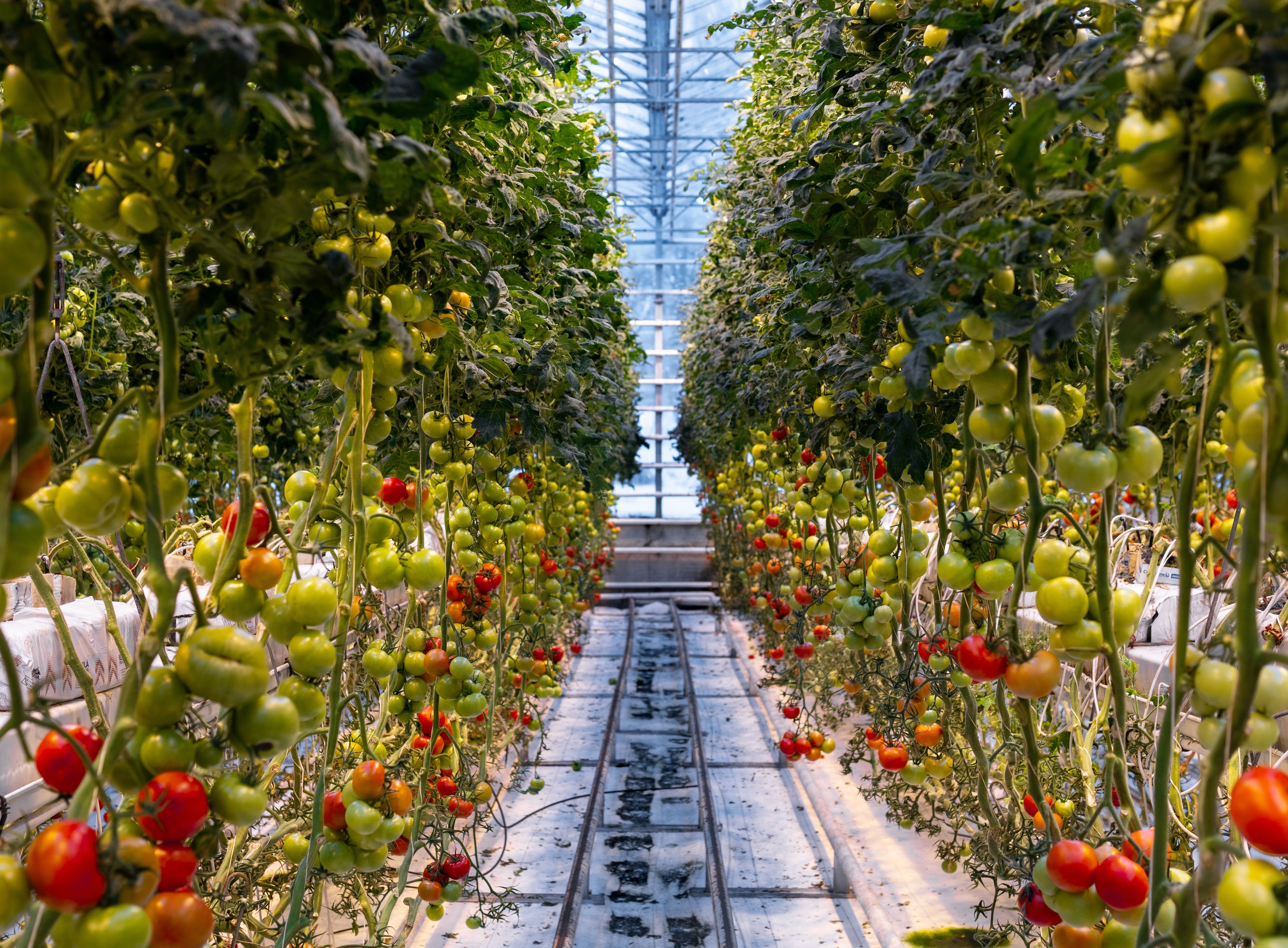 Rows of tomato plants inside an Icelandic greenhouse