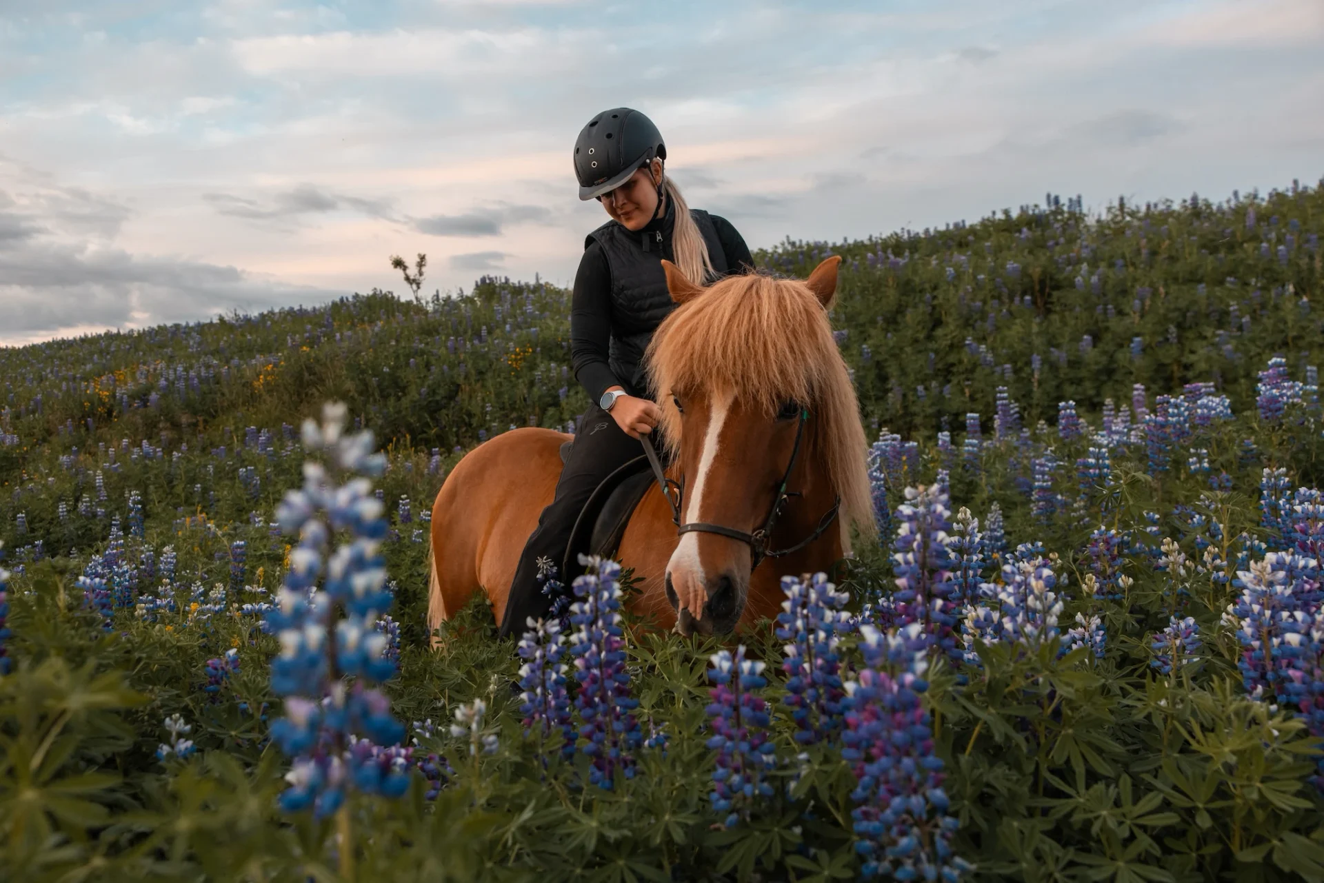 A rider standing beside a saddled Icelandic horse near a stream in open countryside