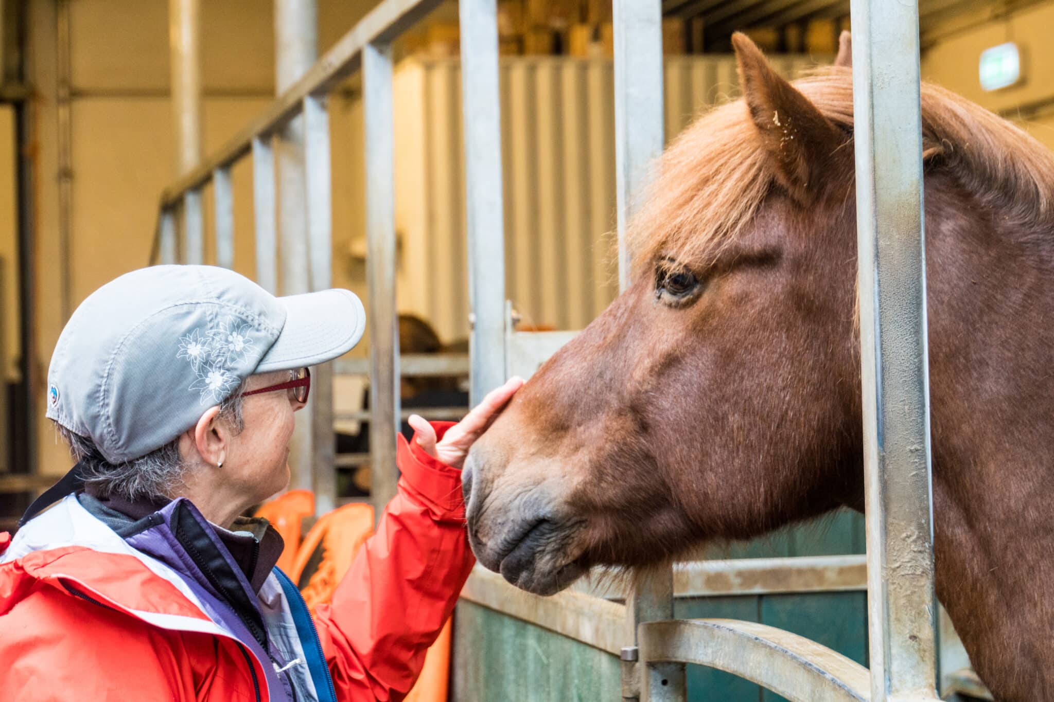 A visitor gently touching an Icelandic horse in a stable