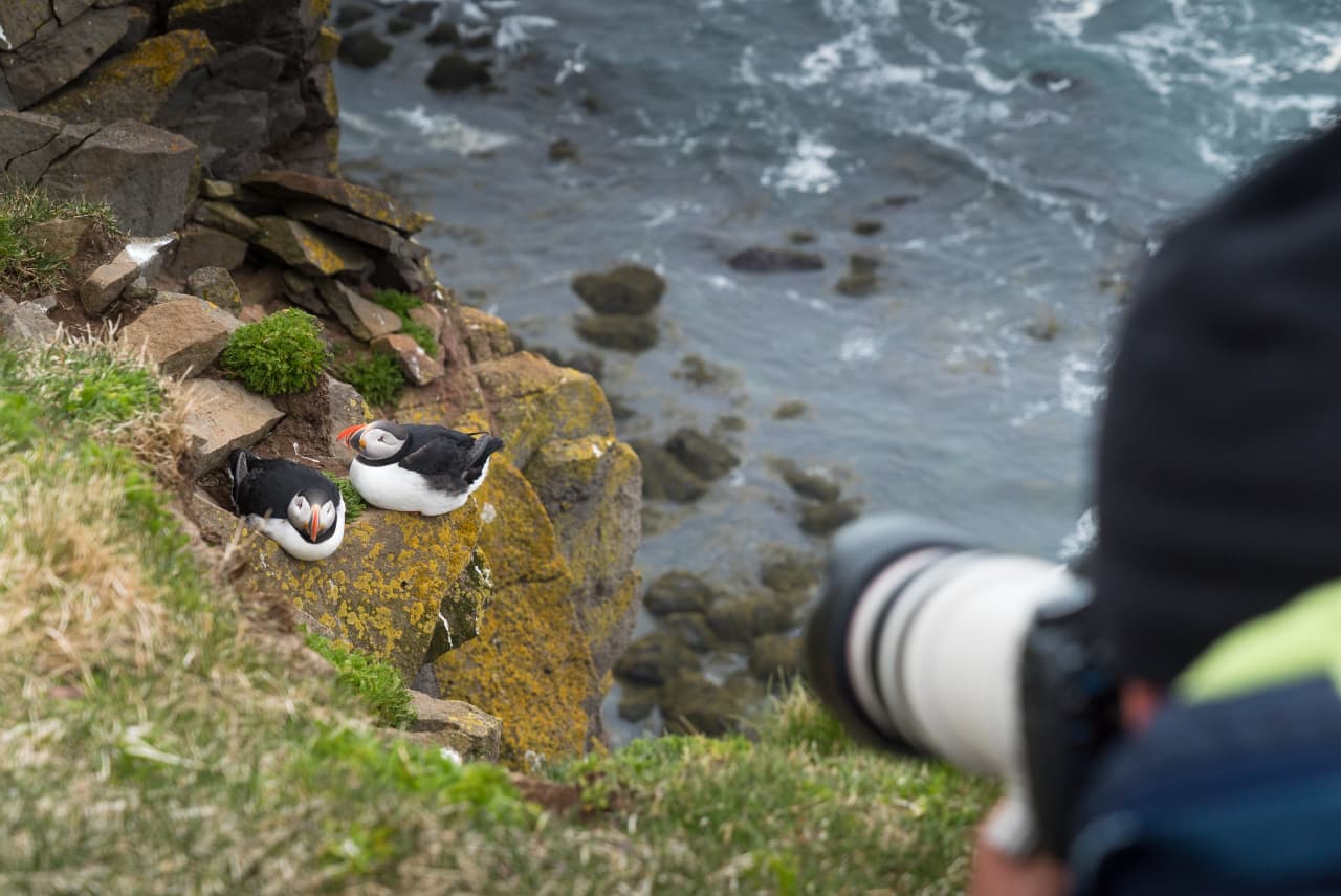 Photographer using a long lens above two puffins on the Látrabjarg cliffs