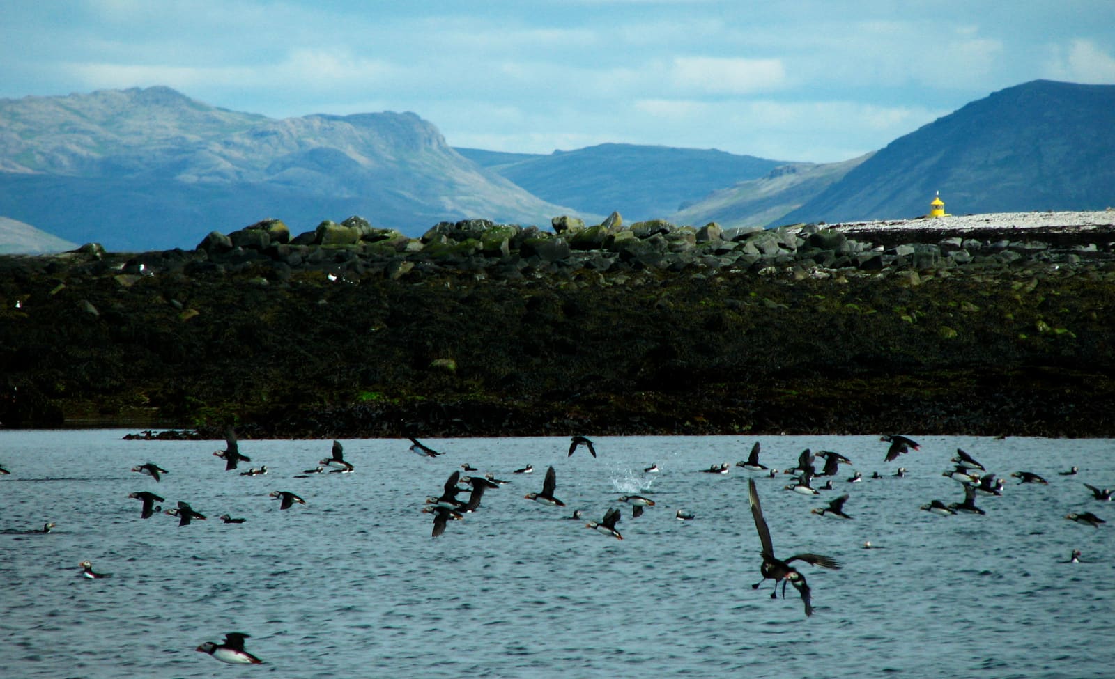 Puffins flying over the water beside Lundey island near Reykjavík