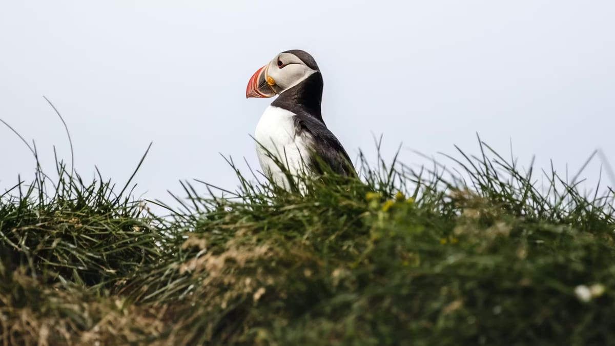 Atlantic puffin standing in summer grass at an Iceland nesting site.
