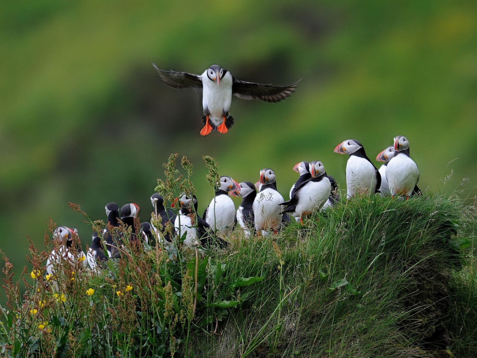 Puffins gathered on a grassy South Iceland cliff with one bird landing above the colony.
