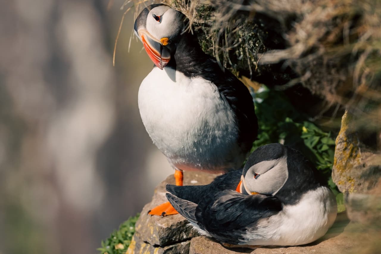 Two Atlantic puffins resting beside grass and rock at a Látrabjarg nesting area