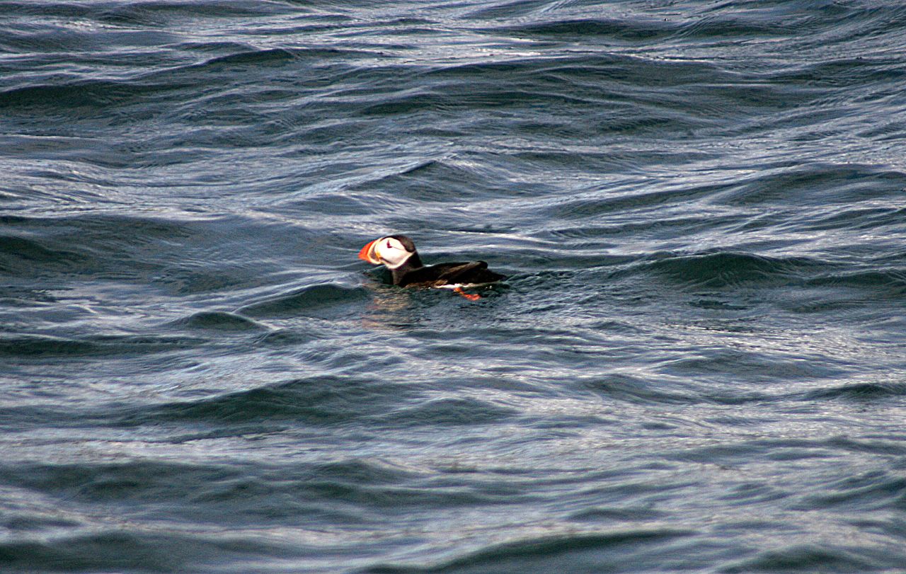 Atlantic puffin floating on choppy water near Akurey outside Reykjavík