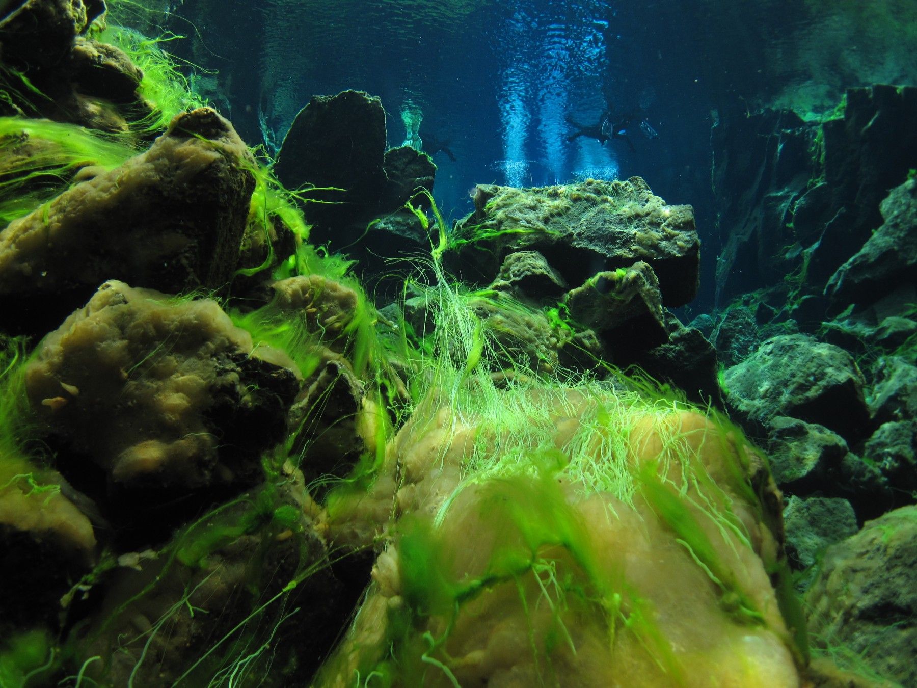 Green algae and lava rocks in clear blue Silfra water.