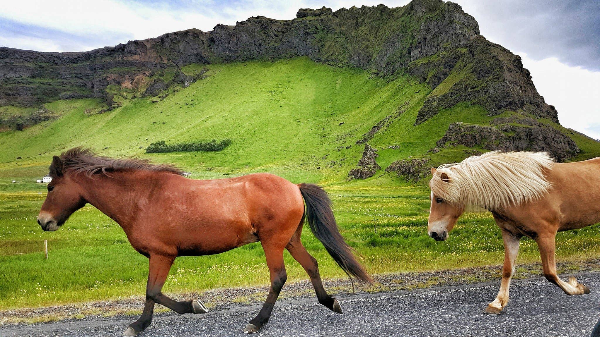 Icelandic horses walking below green hills in summer countryside.