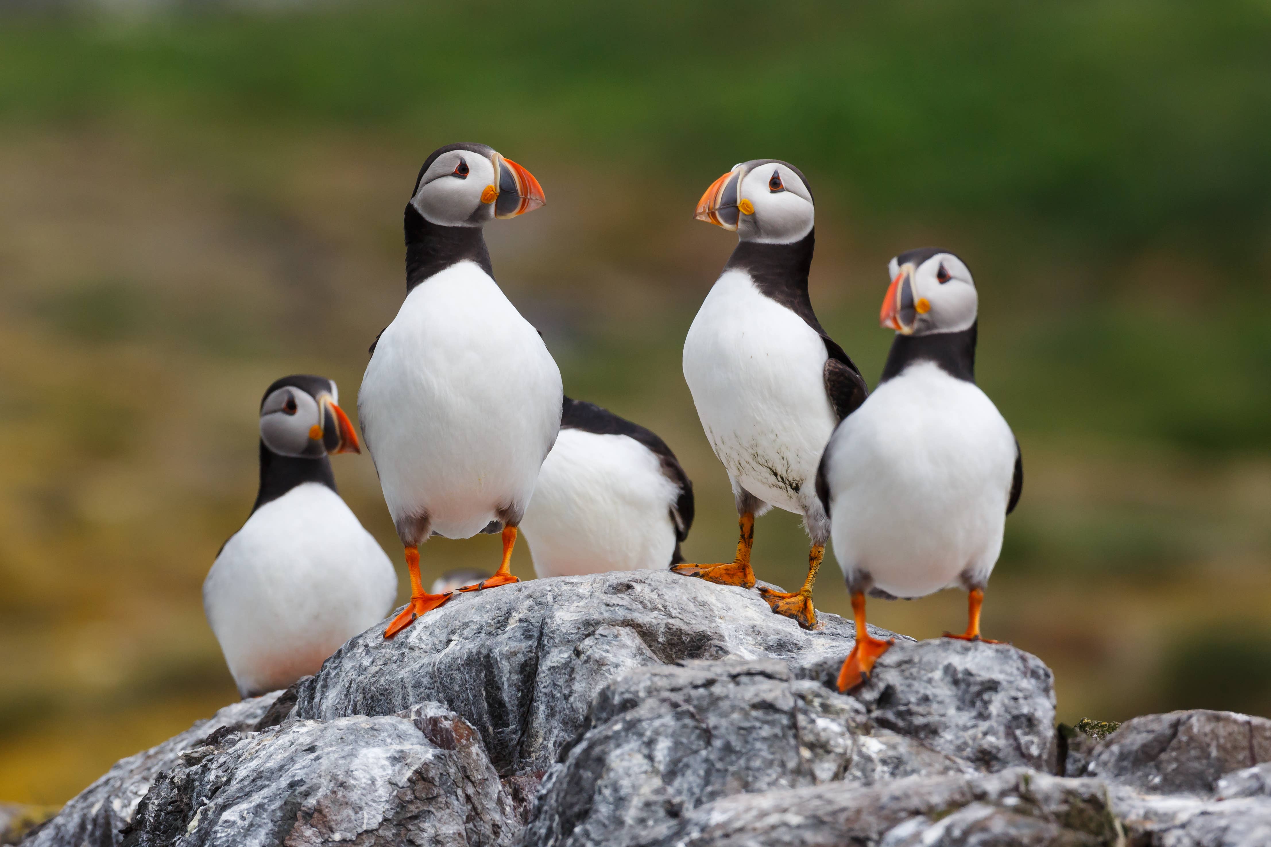 Atlantic puffins standing on rocks on Heimaey during summer nesting season.
