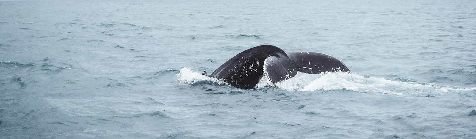 Whale surfacing in open North Iceland water.
