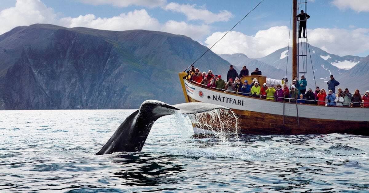 Passengers watching a whale from a boat in Skjalfandi Bay