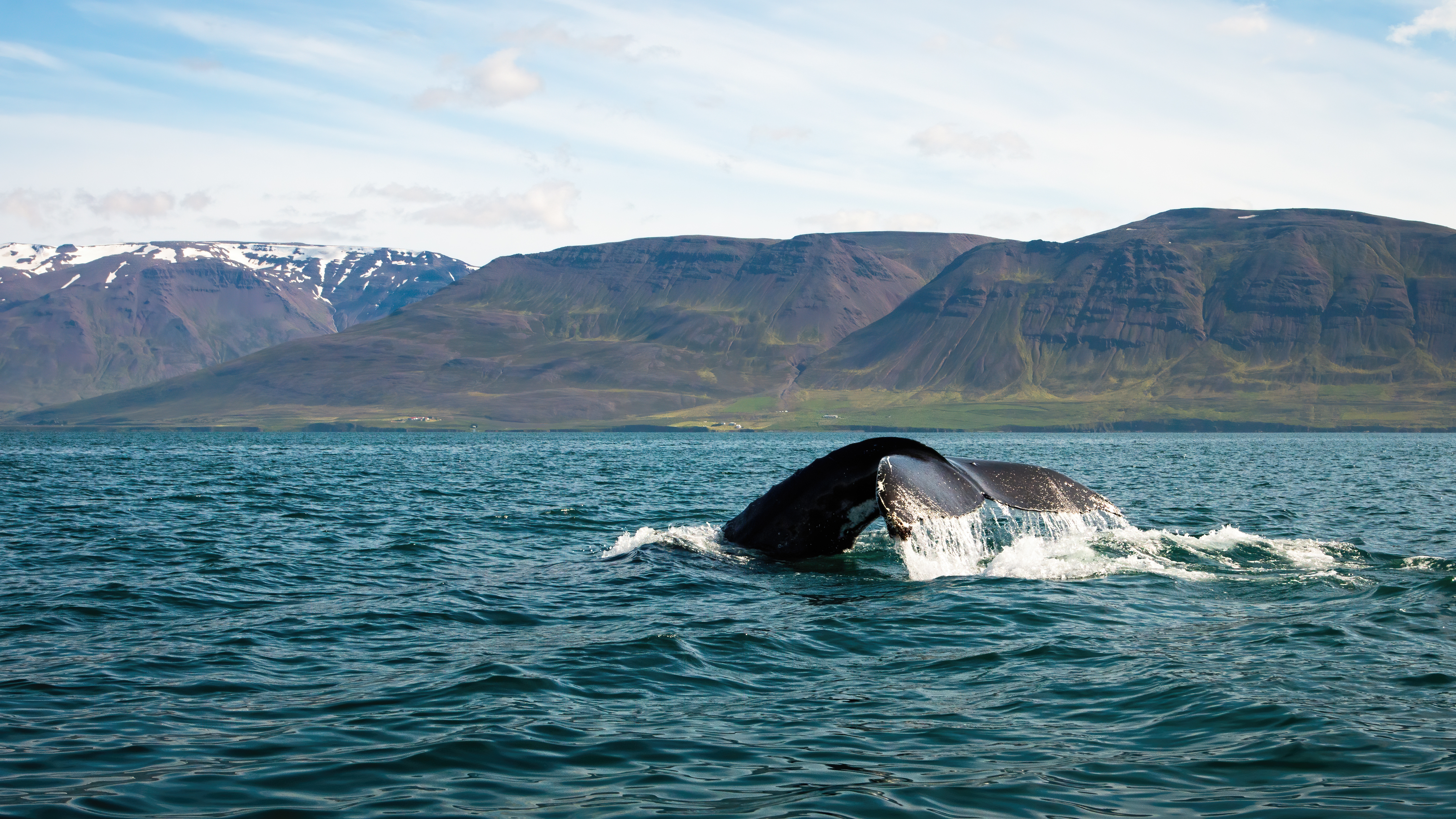 Humpback whale tail above dark Icelandic water with mountains in the distance.