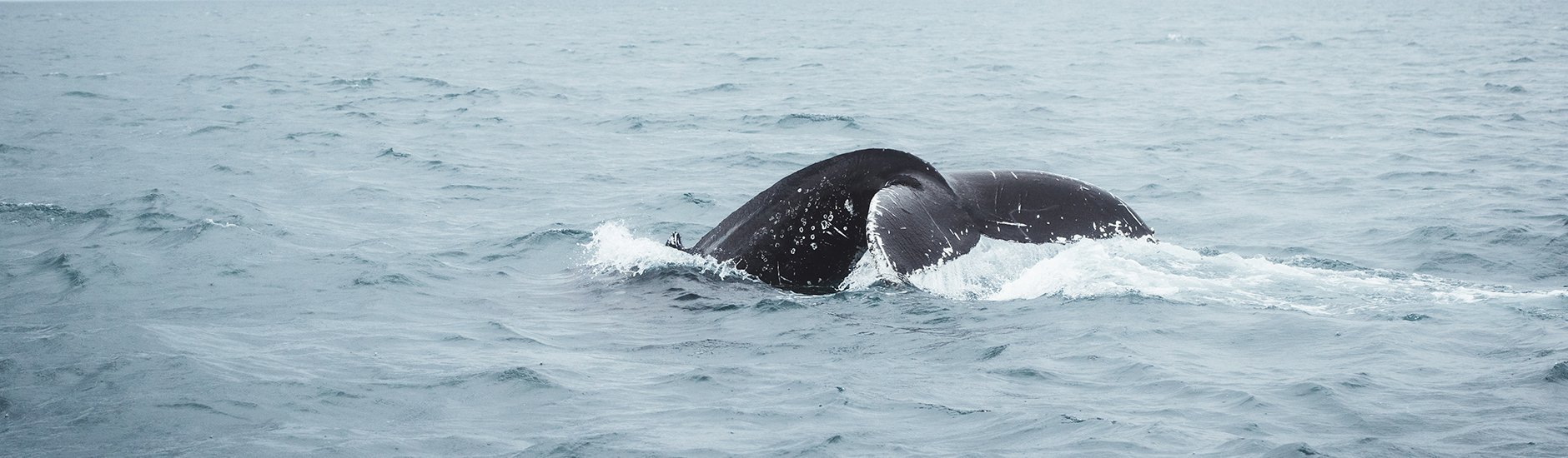 Whale surfacing in open North Iceland water.