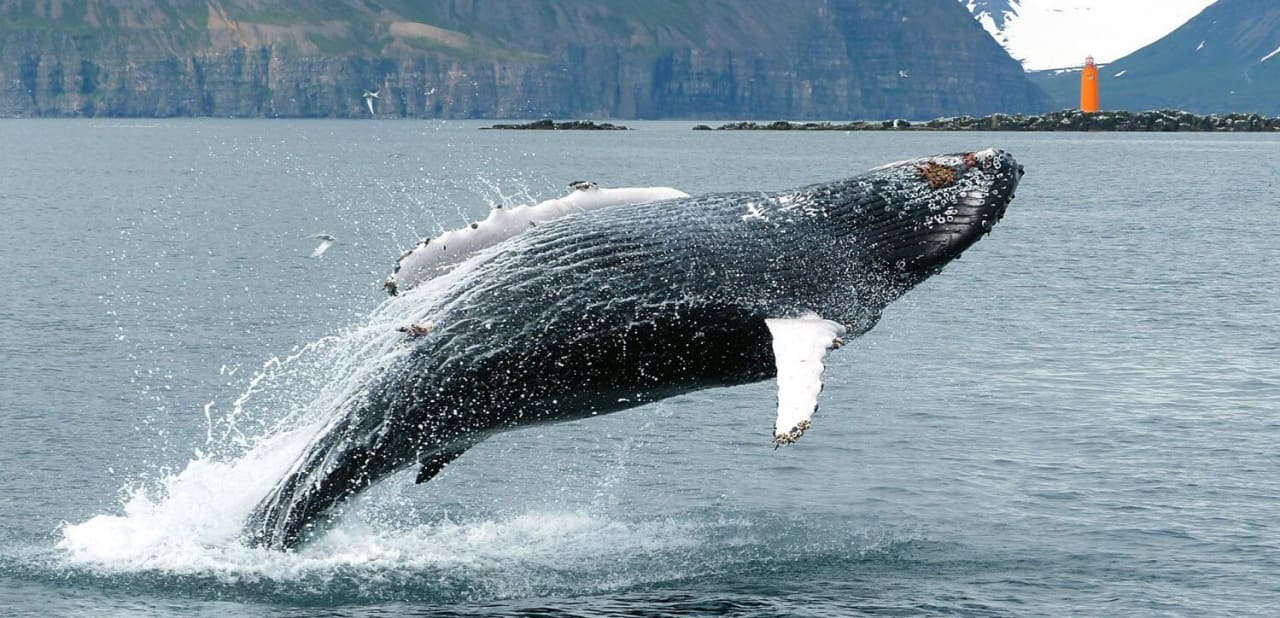 Whale surfacing beside a traditional boat off Hauganes in Eyjafjordur.