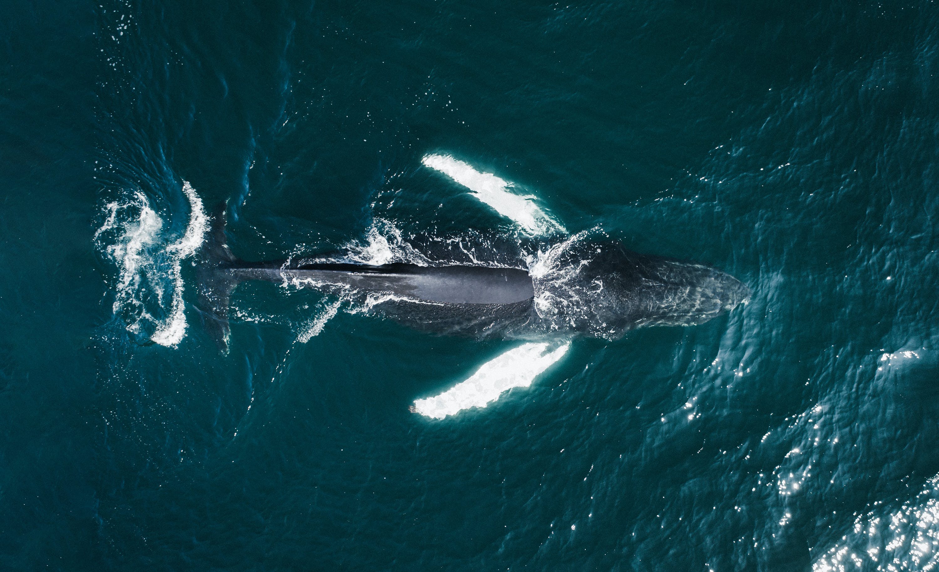 Humpback whale seen from above in Icelandic waters.