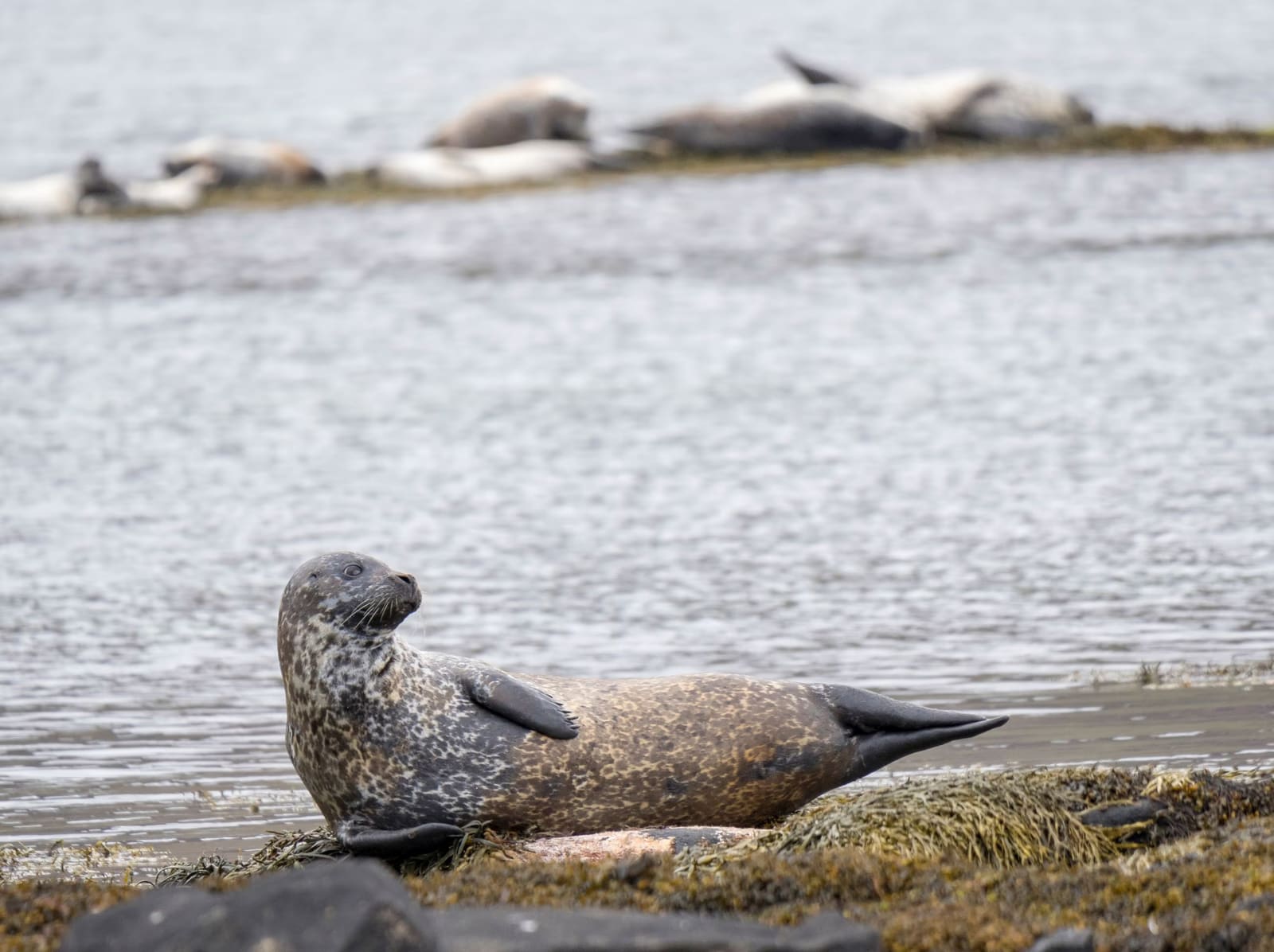 Harbor seal resting on the shore at Ytri Tunga Beach in West Iceland.