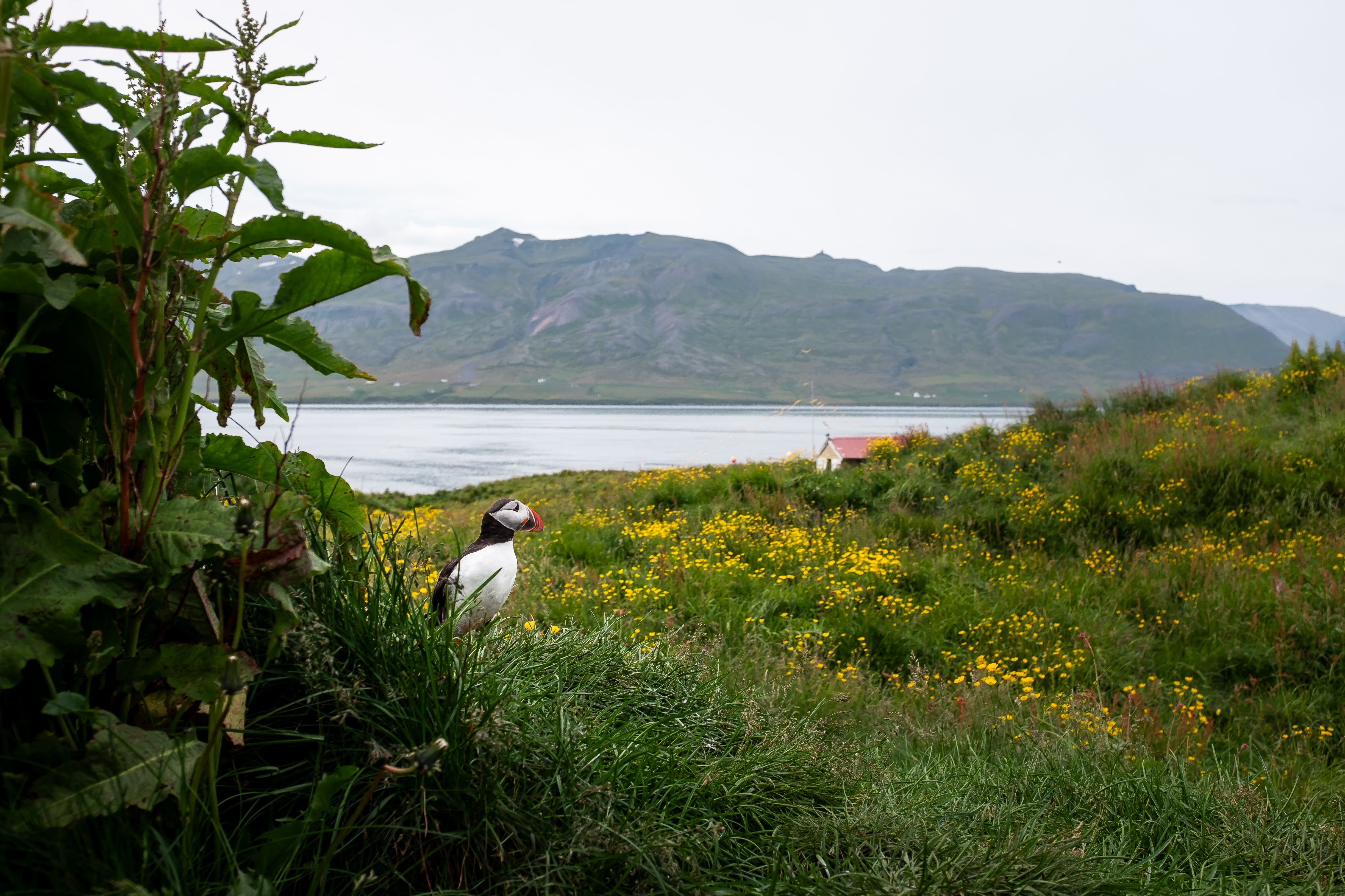 Atlantic puffin standing in summer grass above Borgarfjörður Eystri.