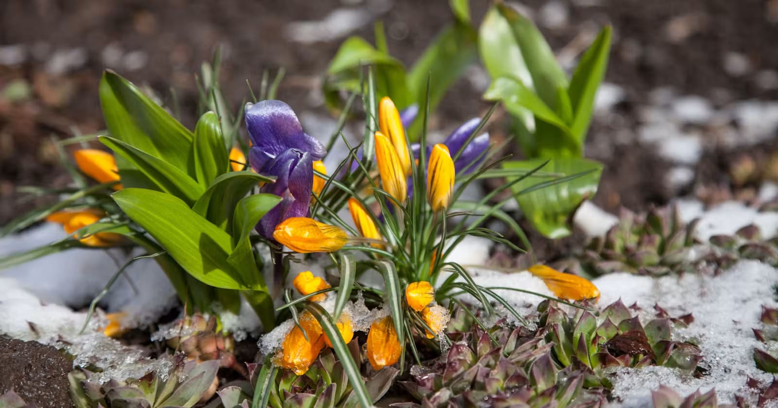 Spring flowers in Iceland during the shoulder season