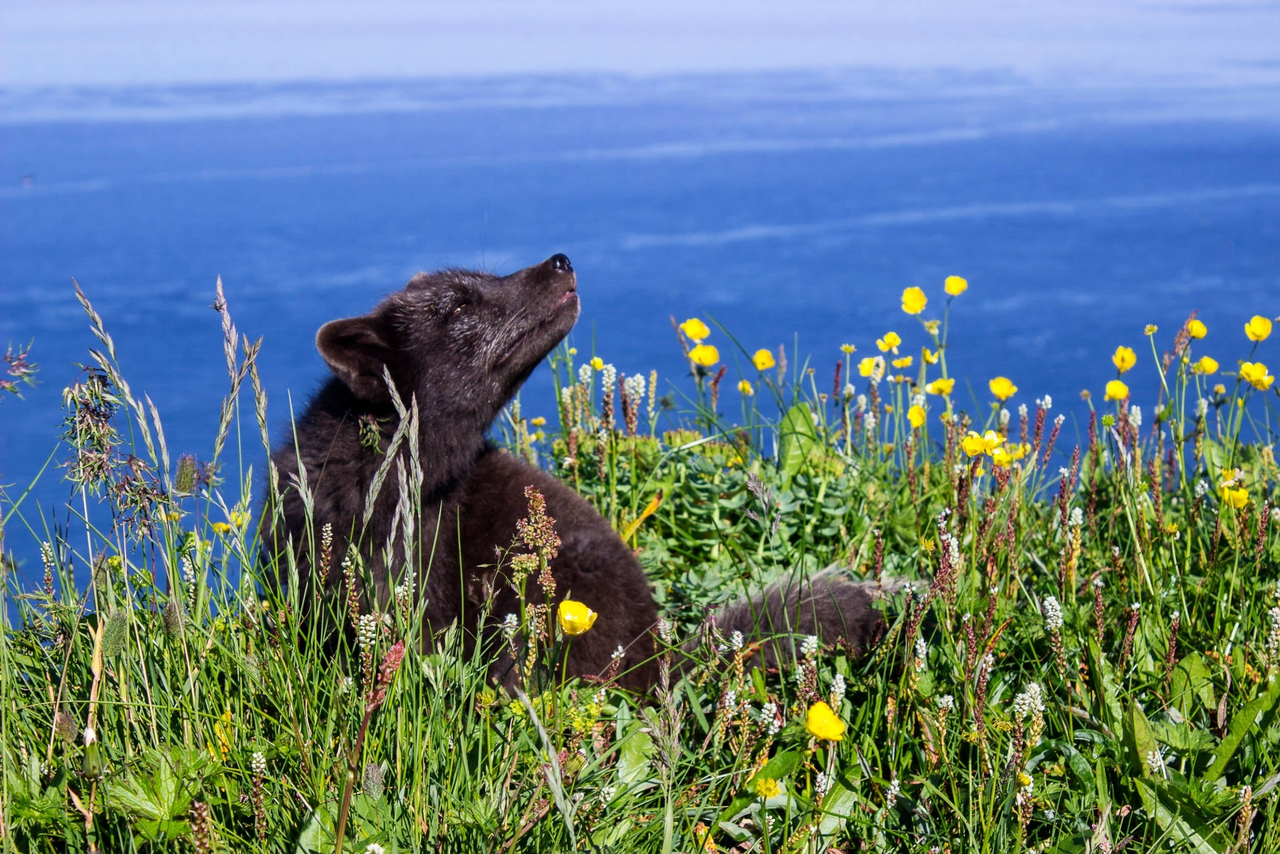 Arctic fox resting among summer flowers in Hornstrandir above blue water.