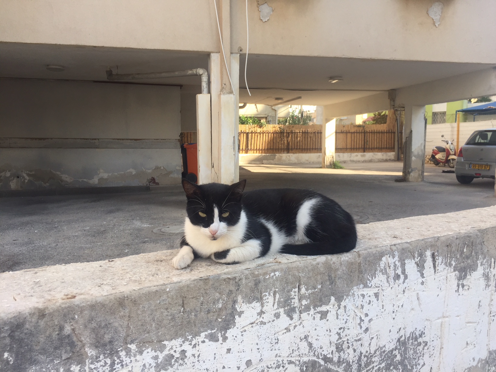 עיריית בת ים יוצאת במבצע לעיקור וסירוס חתולי רחוב בשיתוף מאכילי חתולים ומרפאות בע"ח בעיר