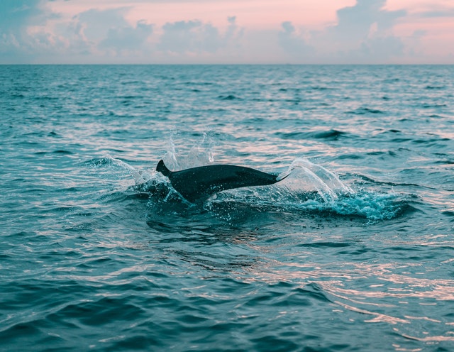 להקת דולפינים נצפתה בתיעוד נדיר בחופי בת ים