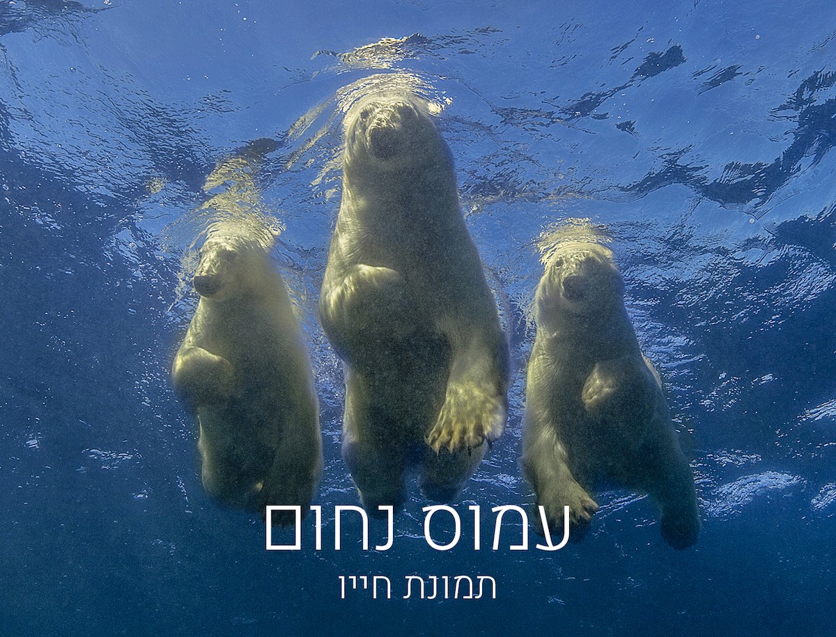 חדש: מגזין און ליין – iDive – לשוחרי הטבע הימי ולצוללים הישראלים