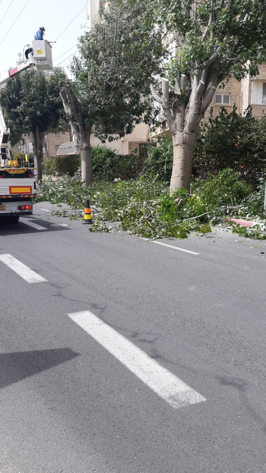 גוזמים עצים ונערכים לכל תרחיש!