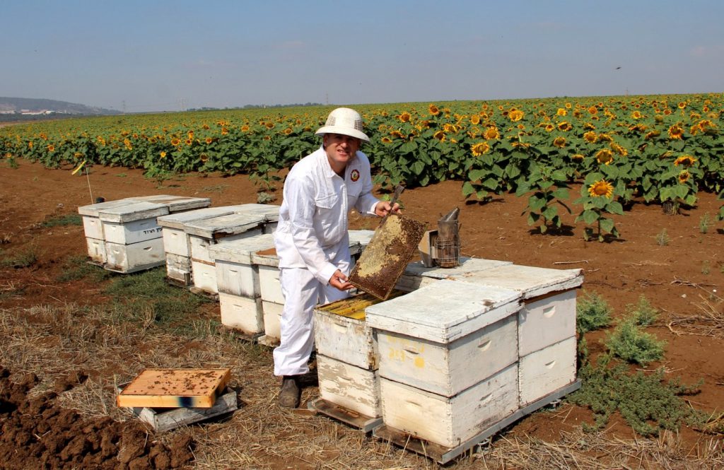 לכבוד יום הדבורה הבינלאומי שיחול ב- 20.5.2020 - מספרת מועצת הדבש כל מה שלא ידעתם על דבורת הדבש