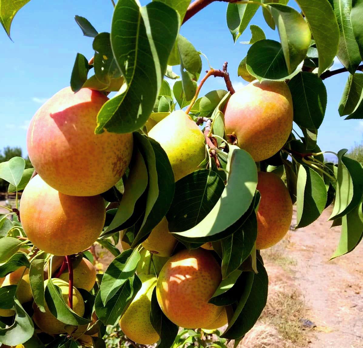 ארגון מגדלי הפירות: לראשונה שיווק מסחרי של זן האגס הישראלי החדש 'עדן'