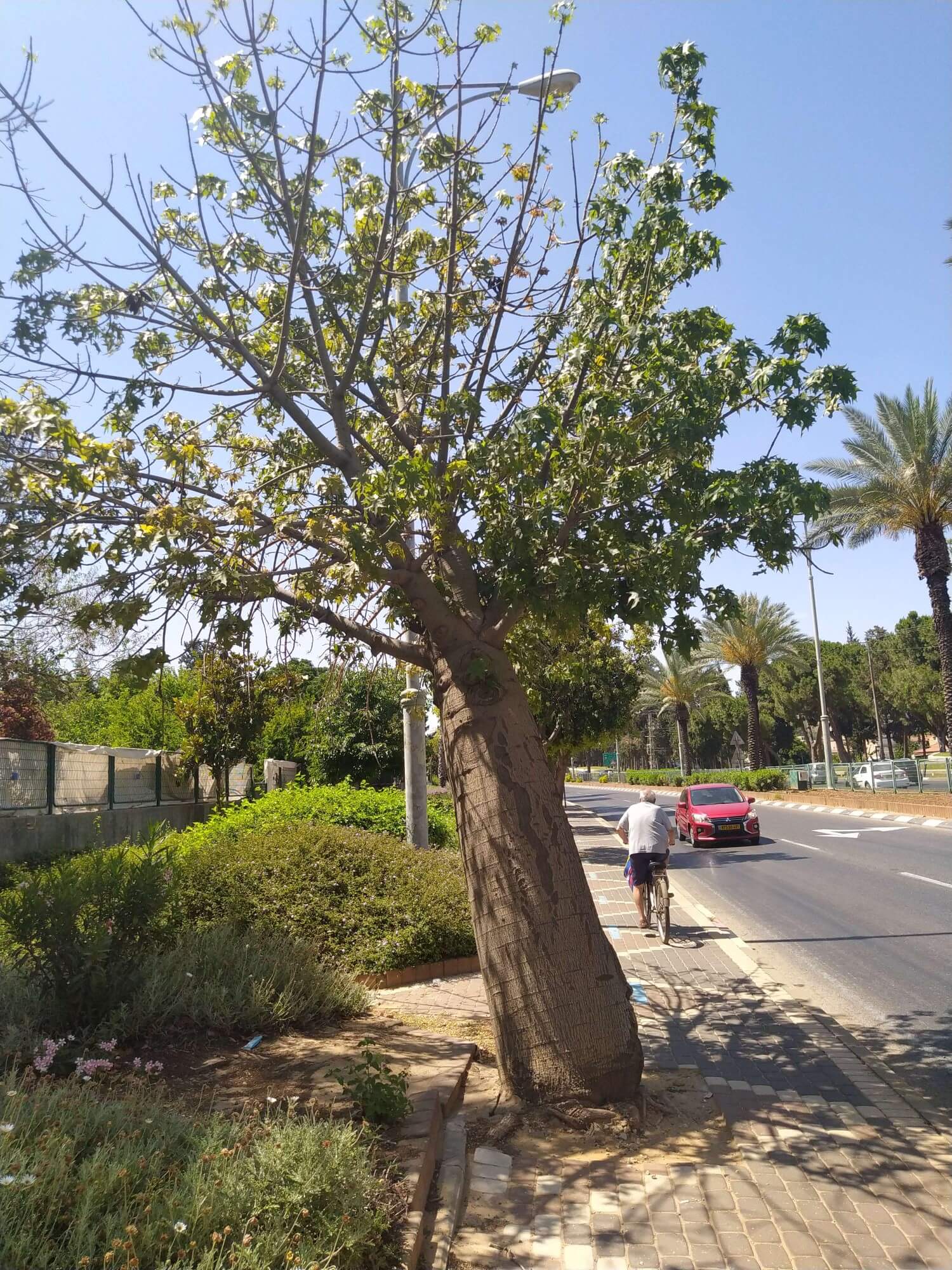 עיריית פתח תקוה תשתול עשרות עצים חדשים במקום העצים שנמצאו בסכנת קריסה